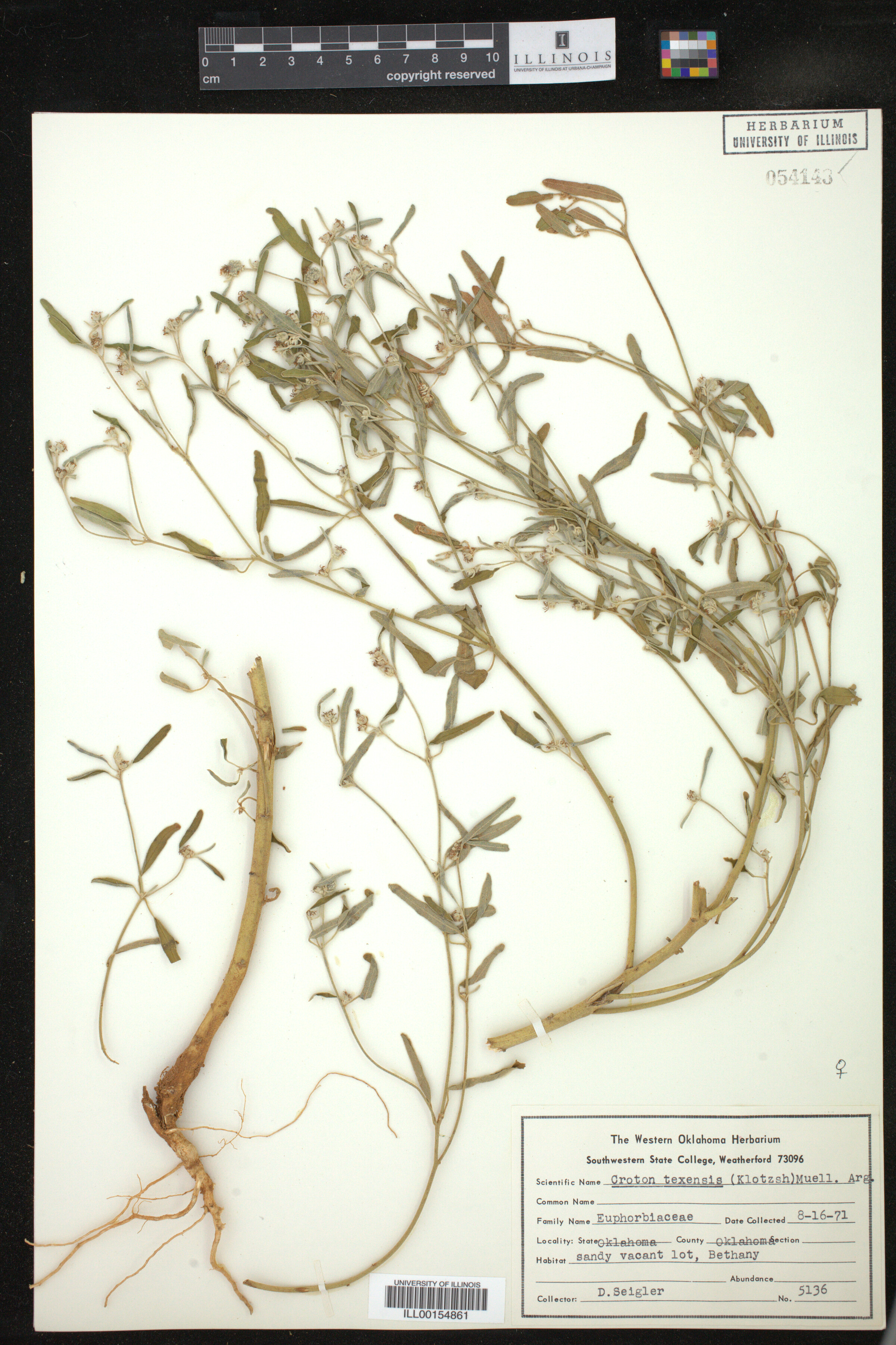 Croton texensis image