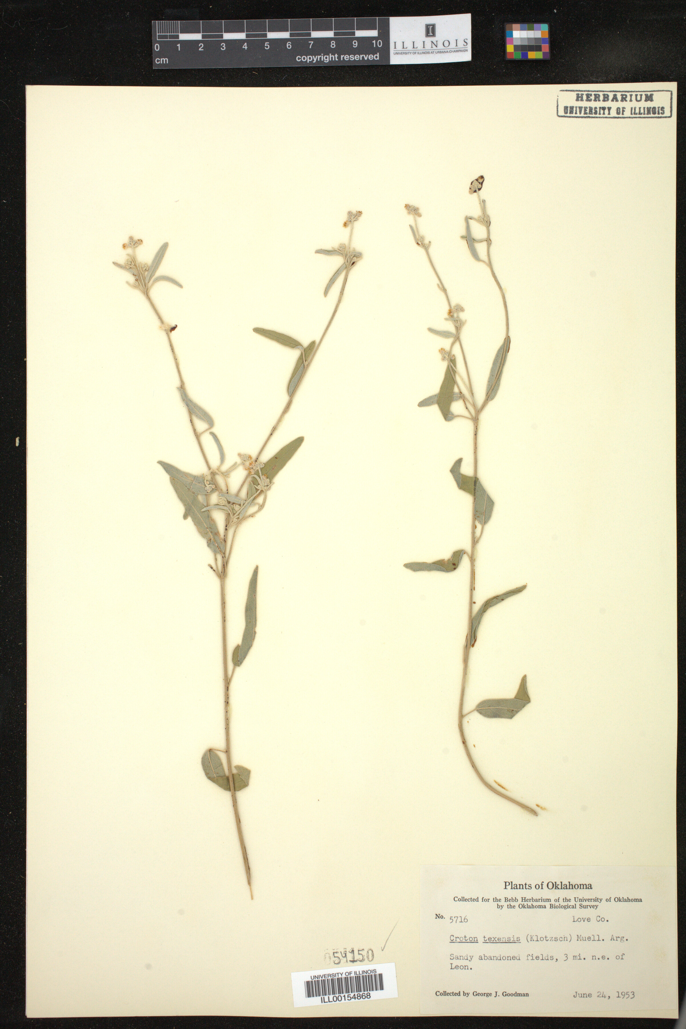 Croton texensis image