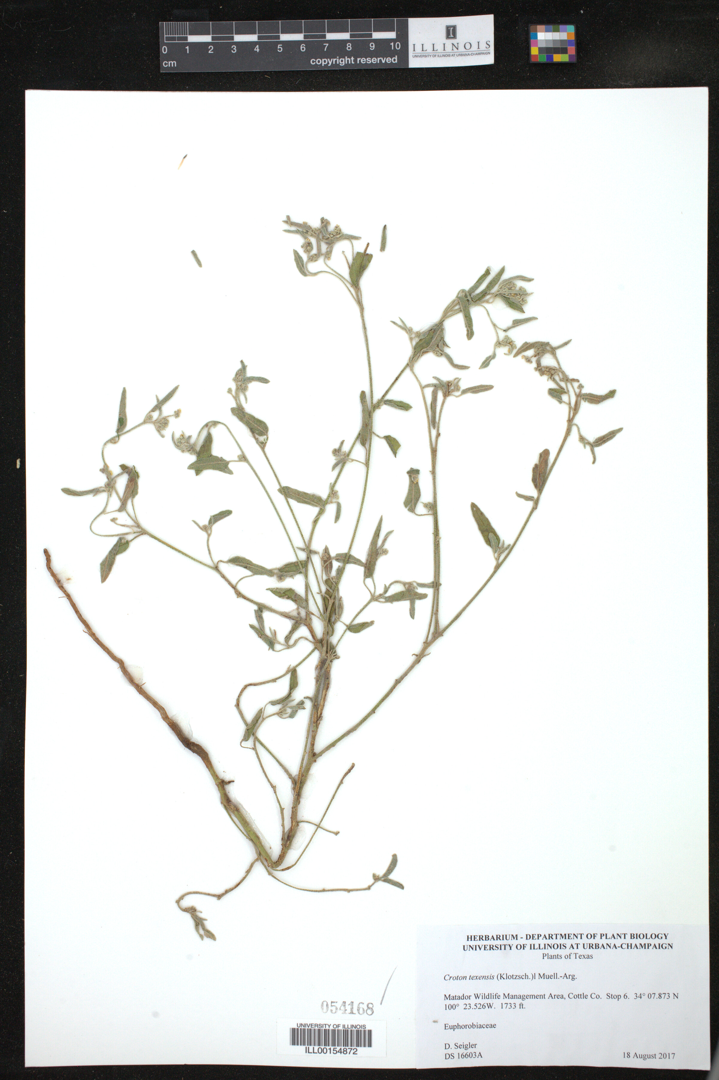 Croton texensis image