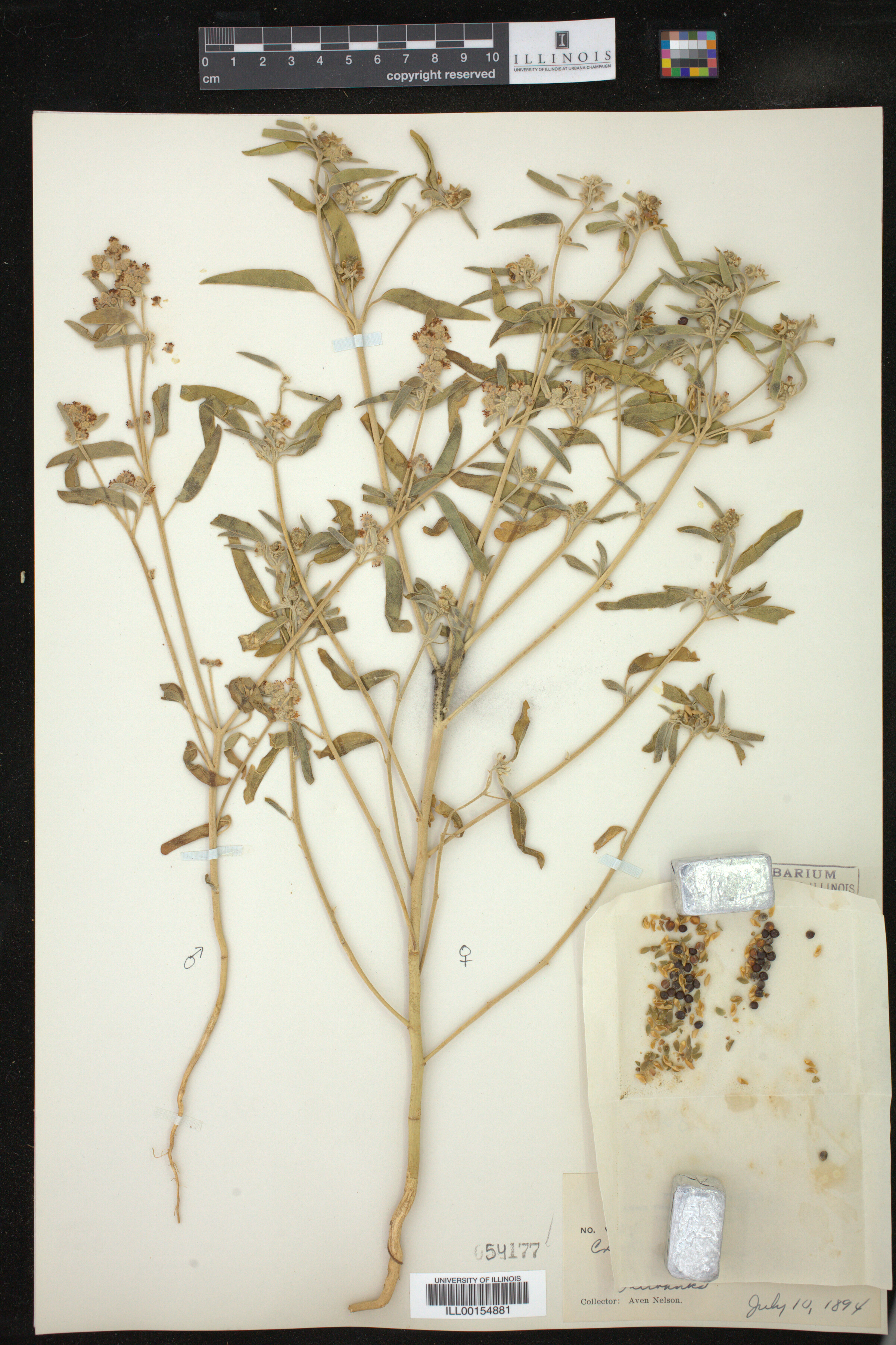 Croton texensis image