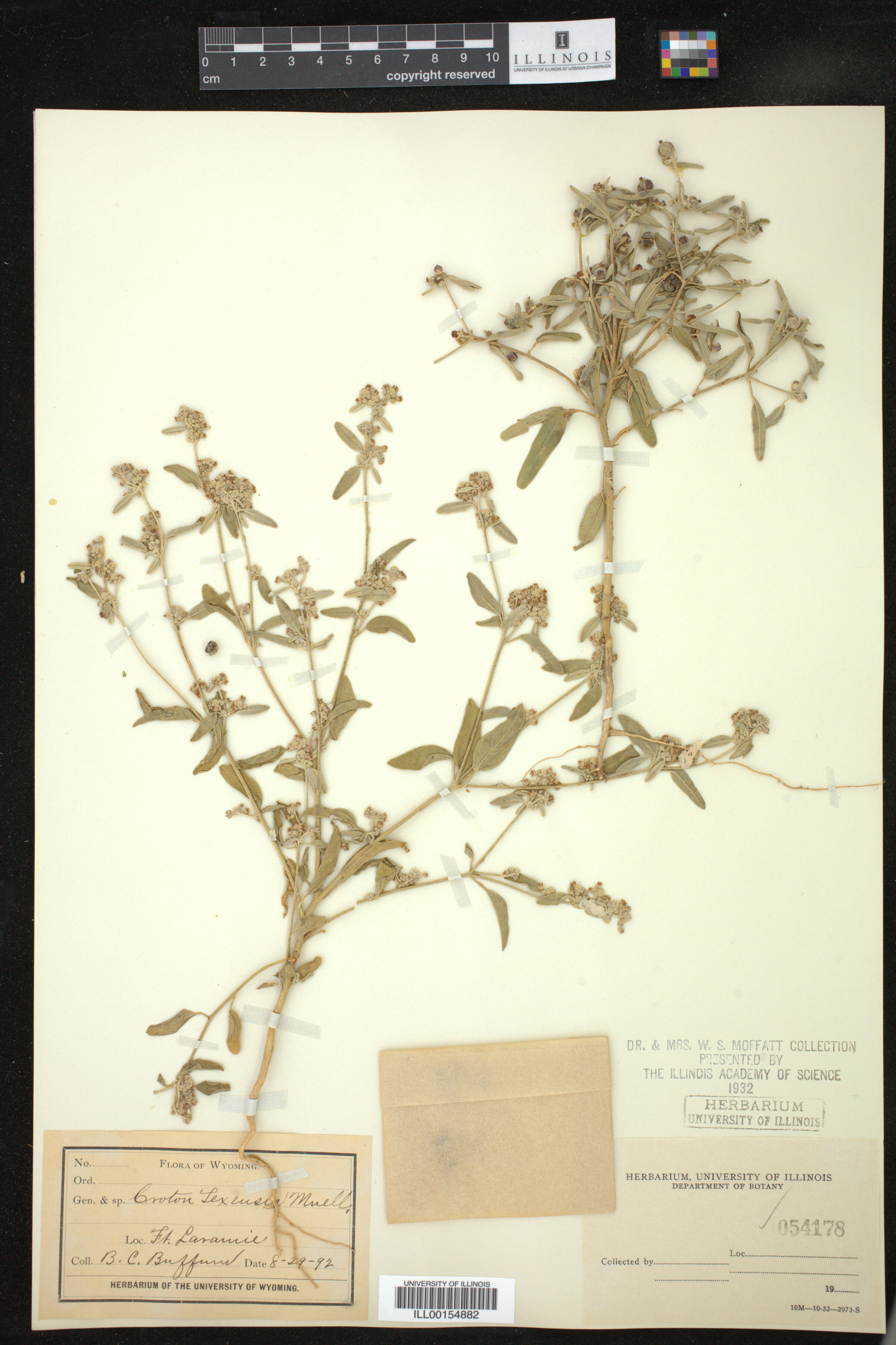 Croton texensis image