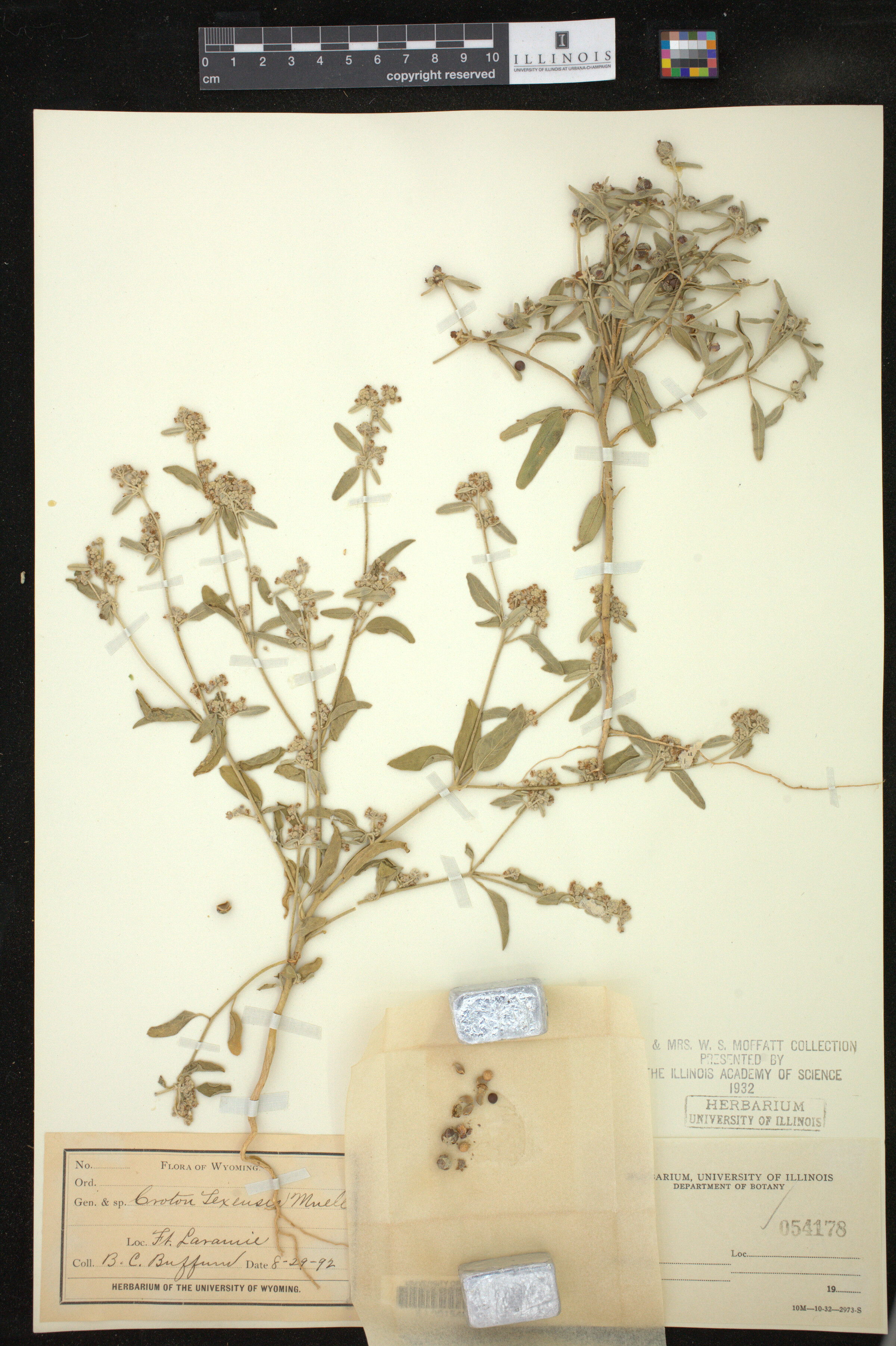 Croton texensis image