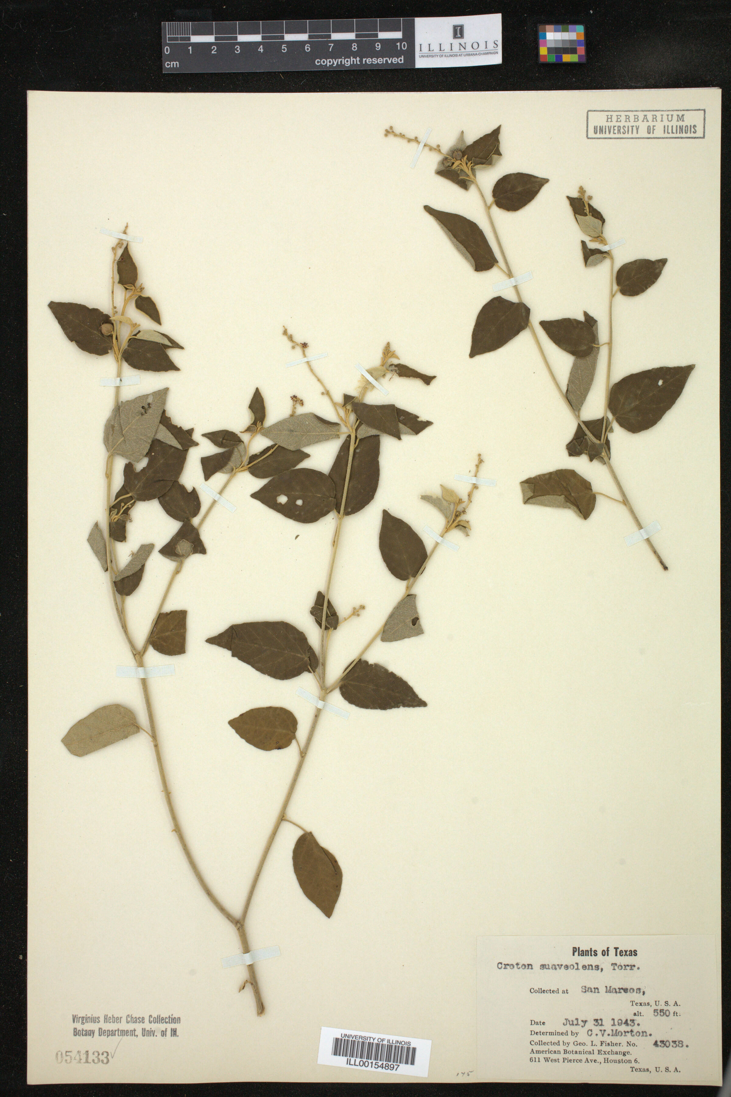 Croton suaveolens image