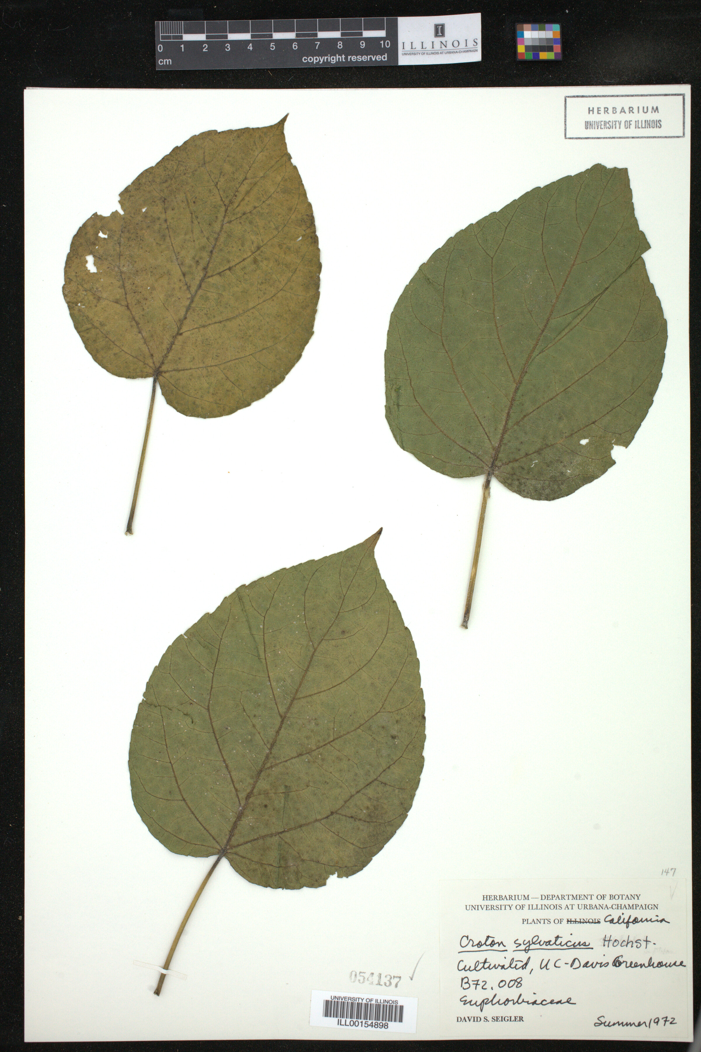 Croton sylvaticus image