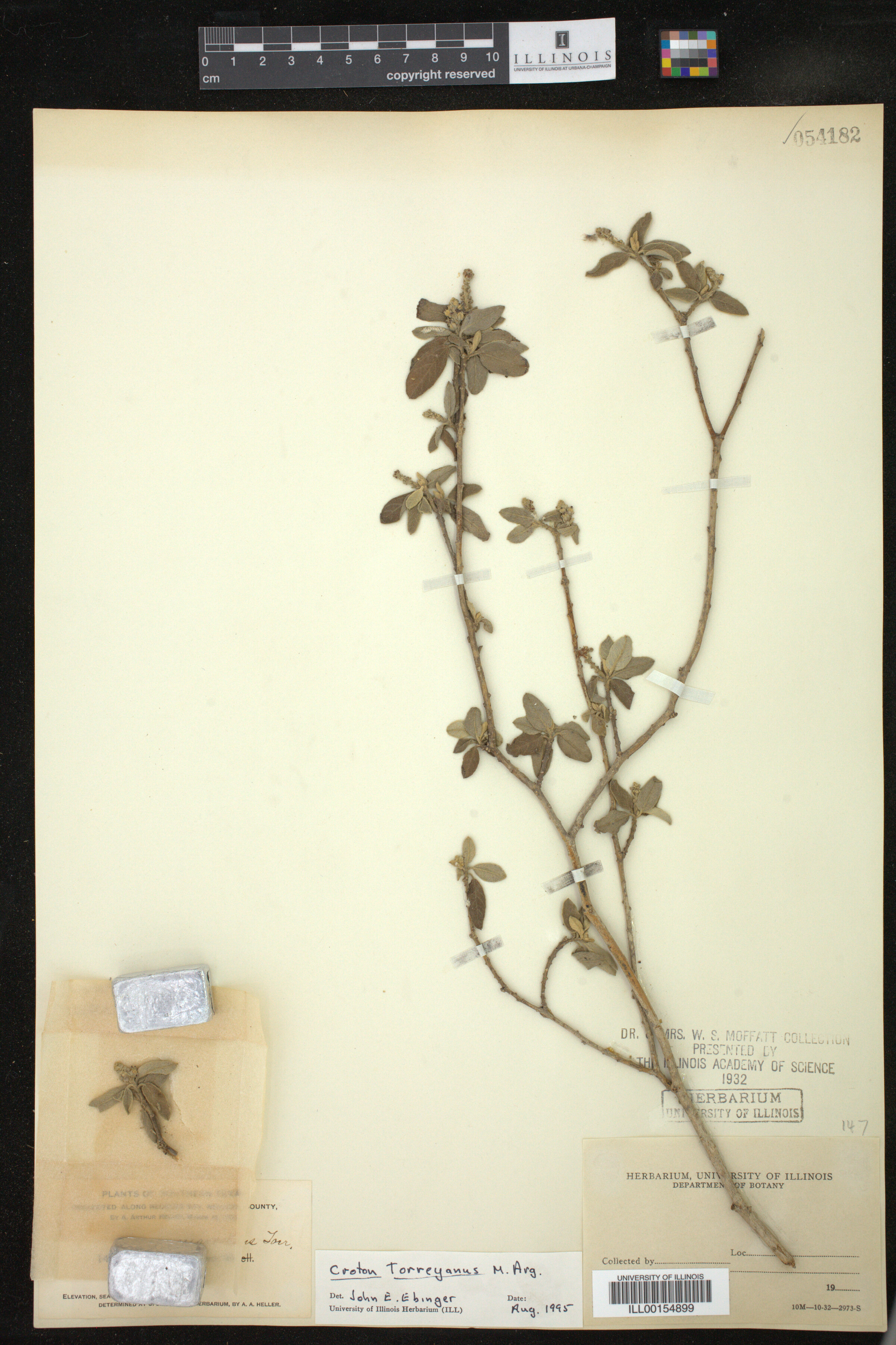 Croton incanus image