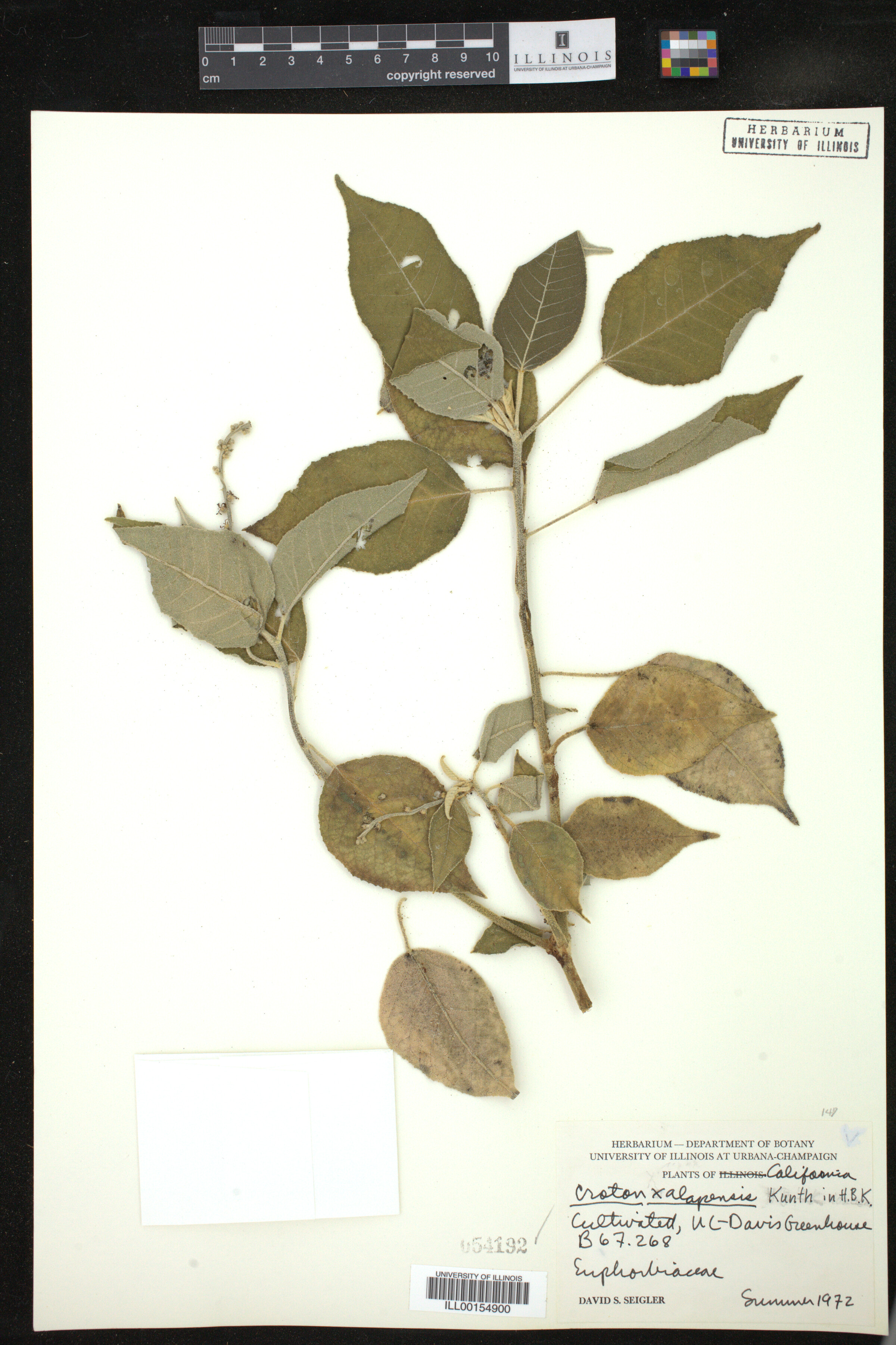 Croton xalapensis image