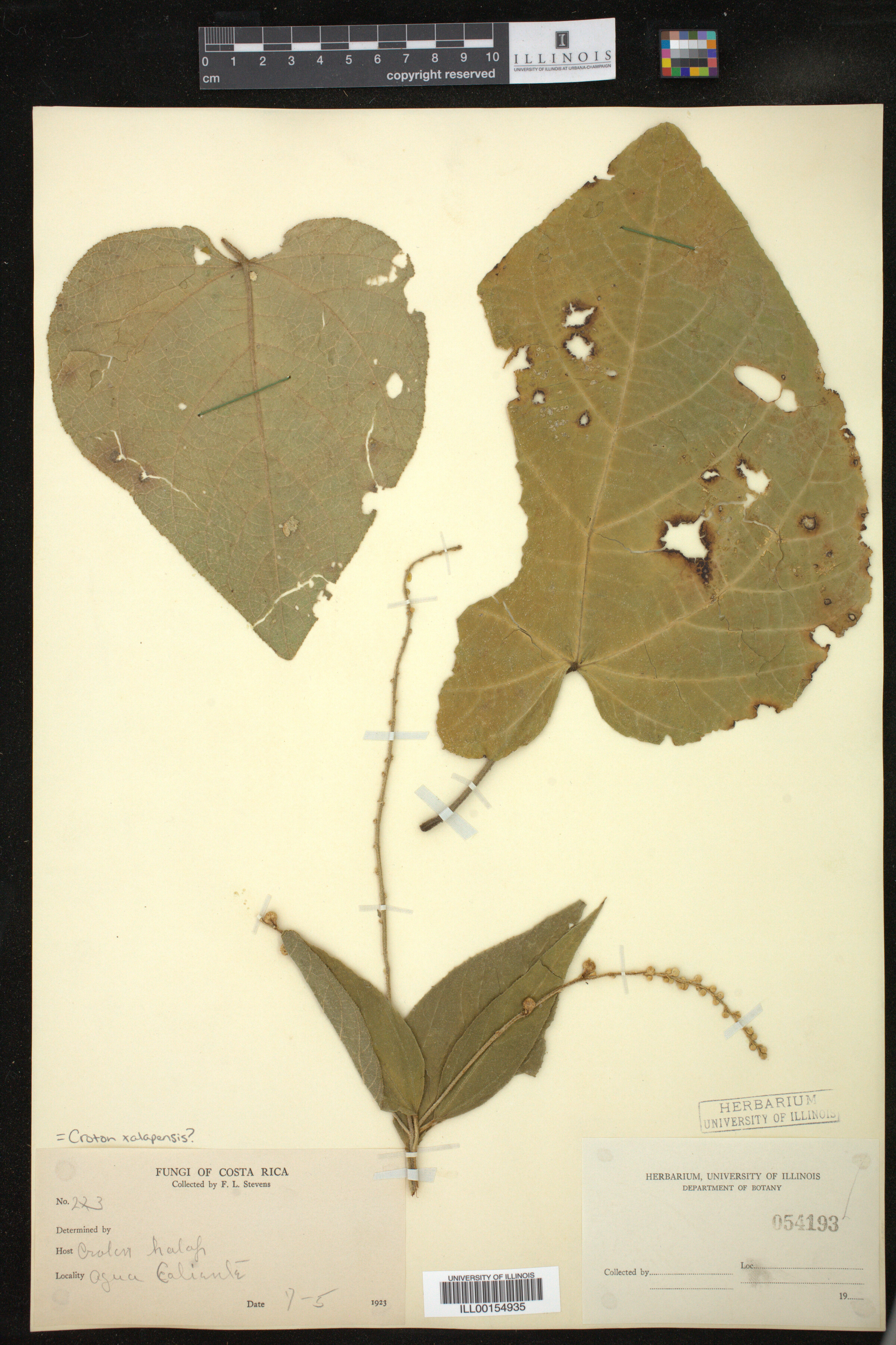 Croton xalapensis image