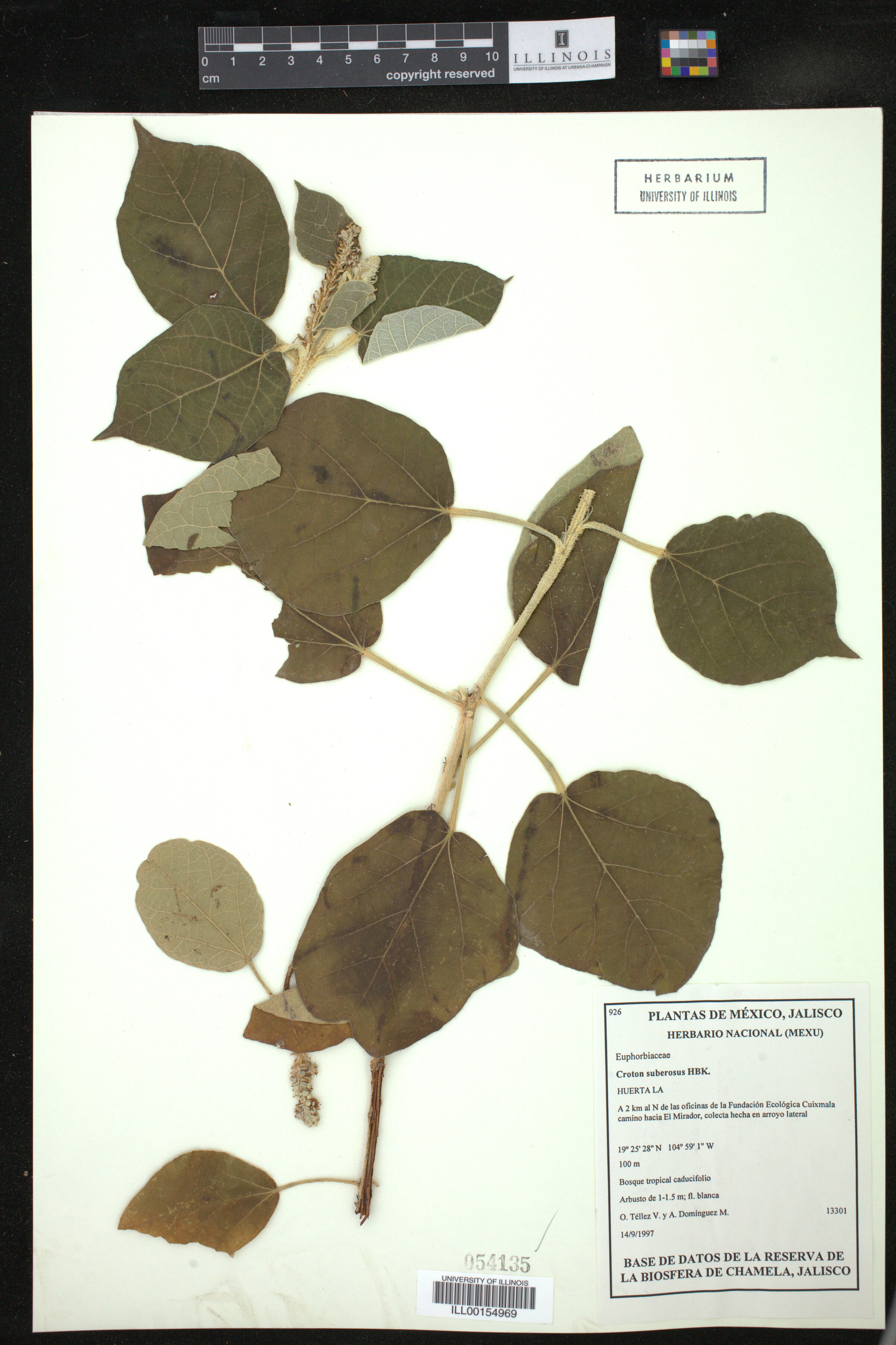 Croton suberosus image