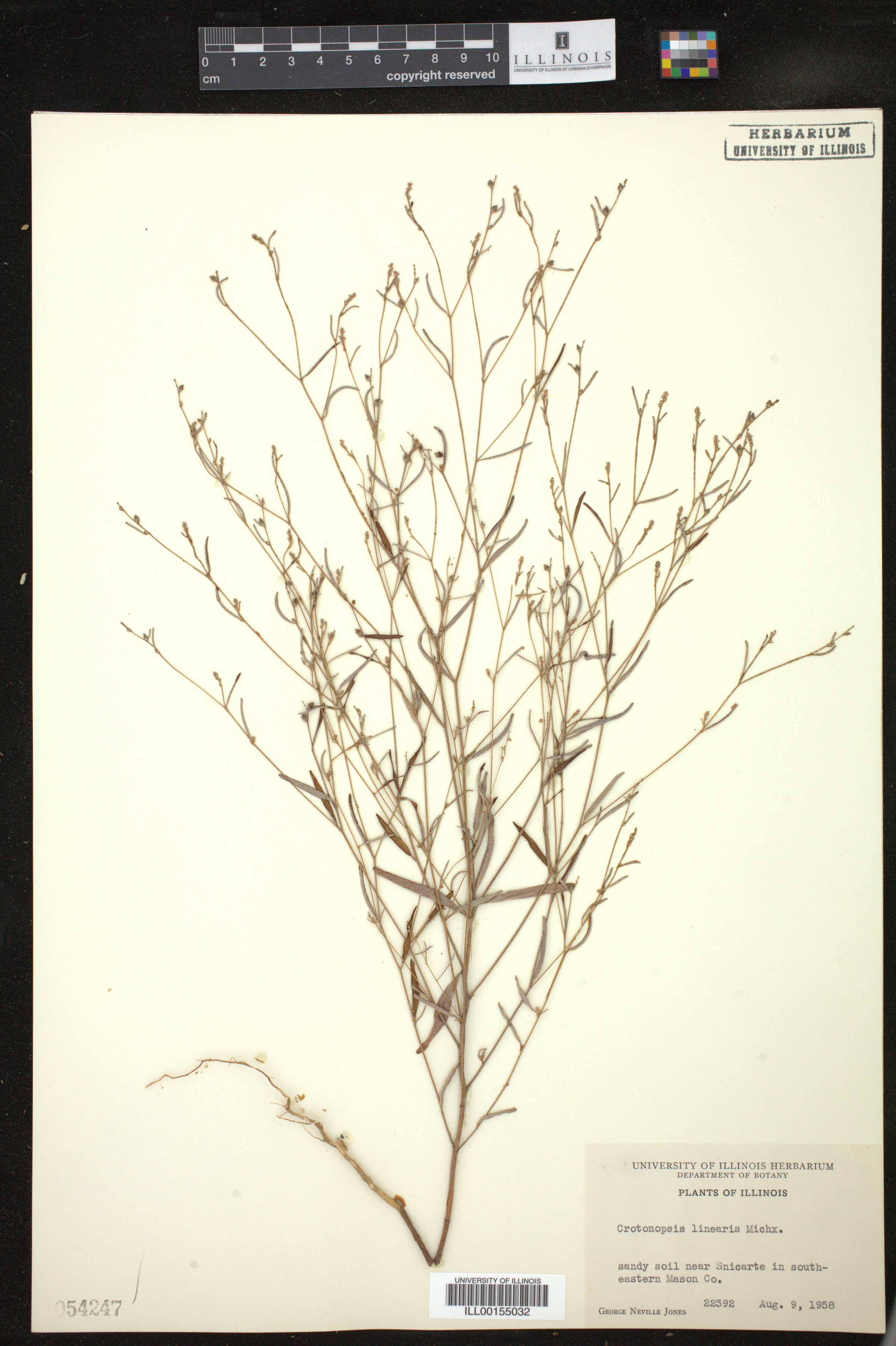 Croton michauxii image