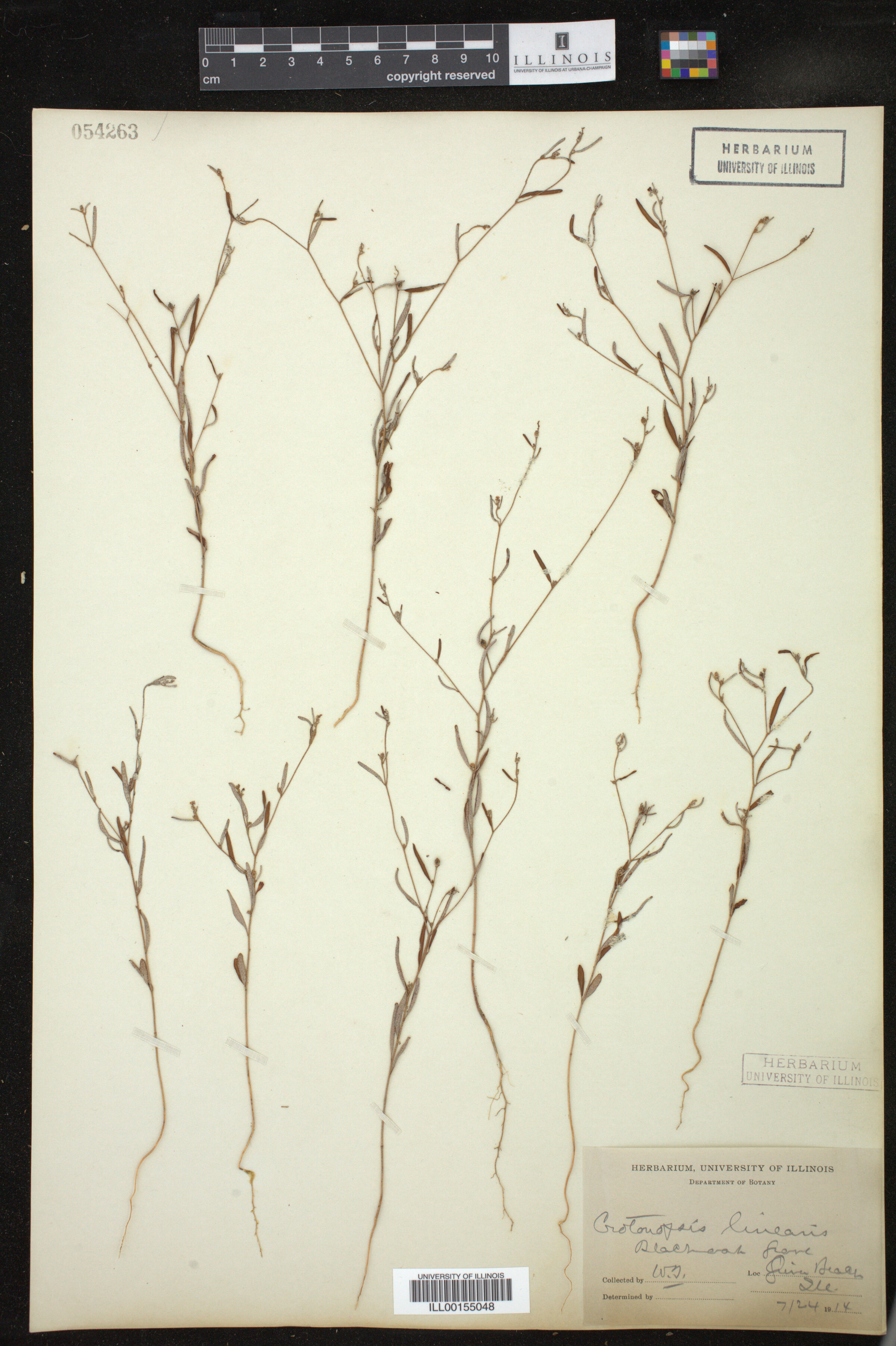 Croton michauxii image