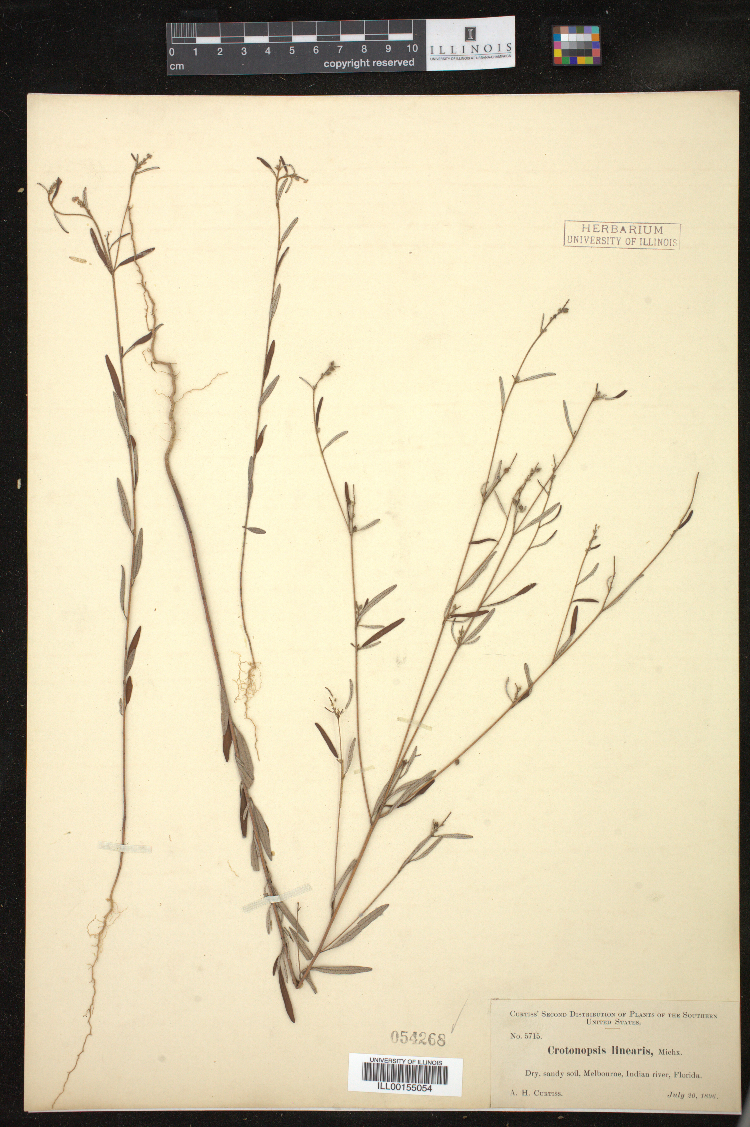 Croton michauxii image