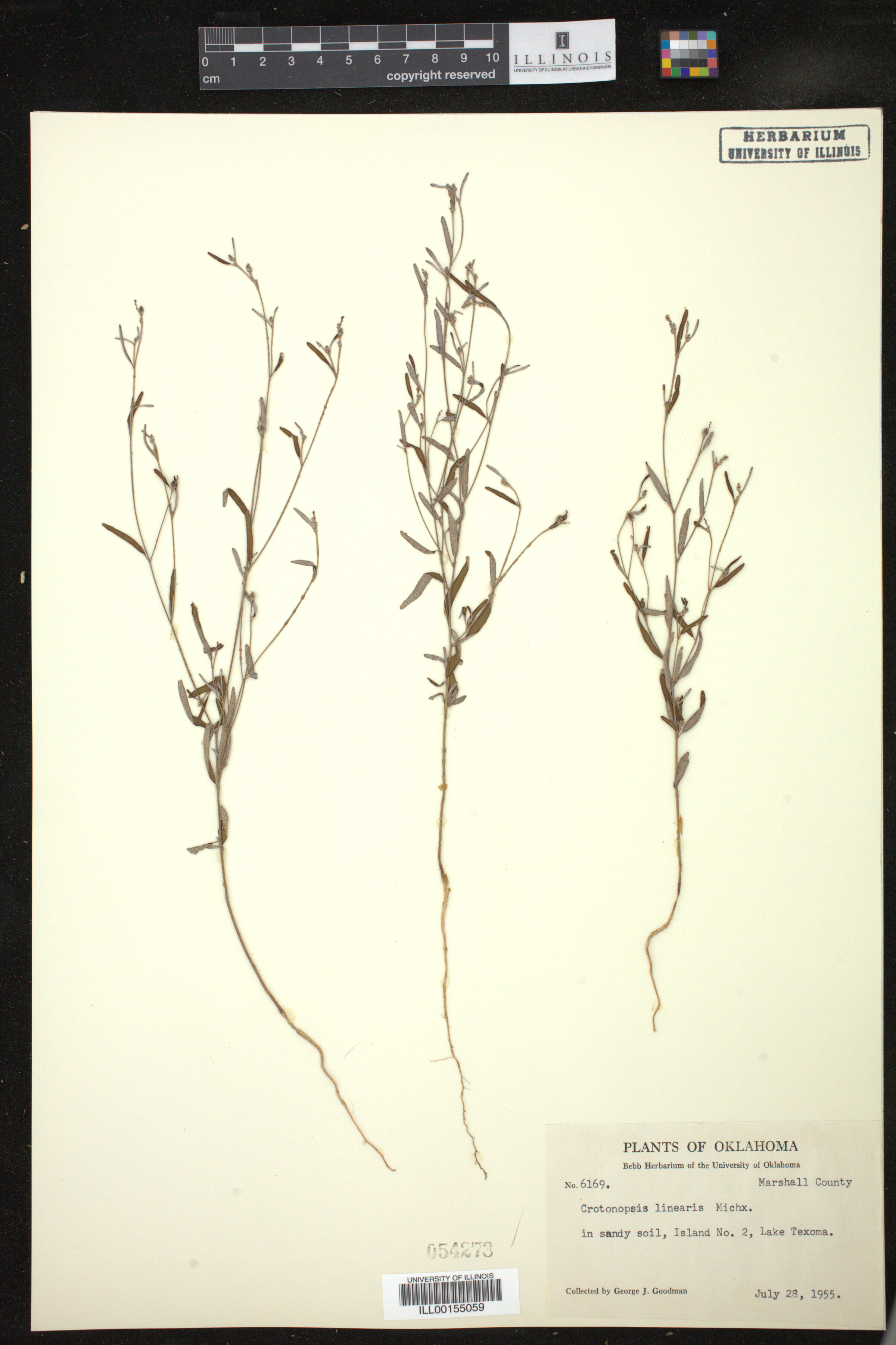 Croton michauxii image