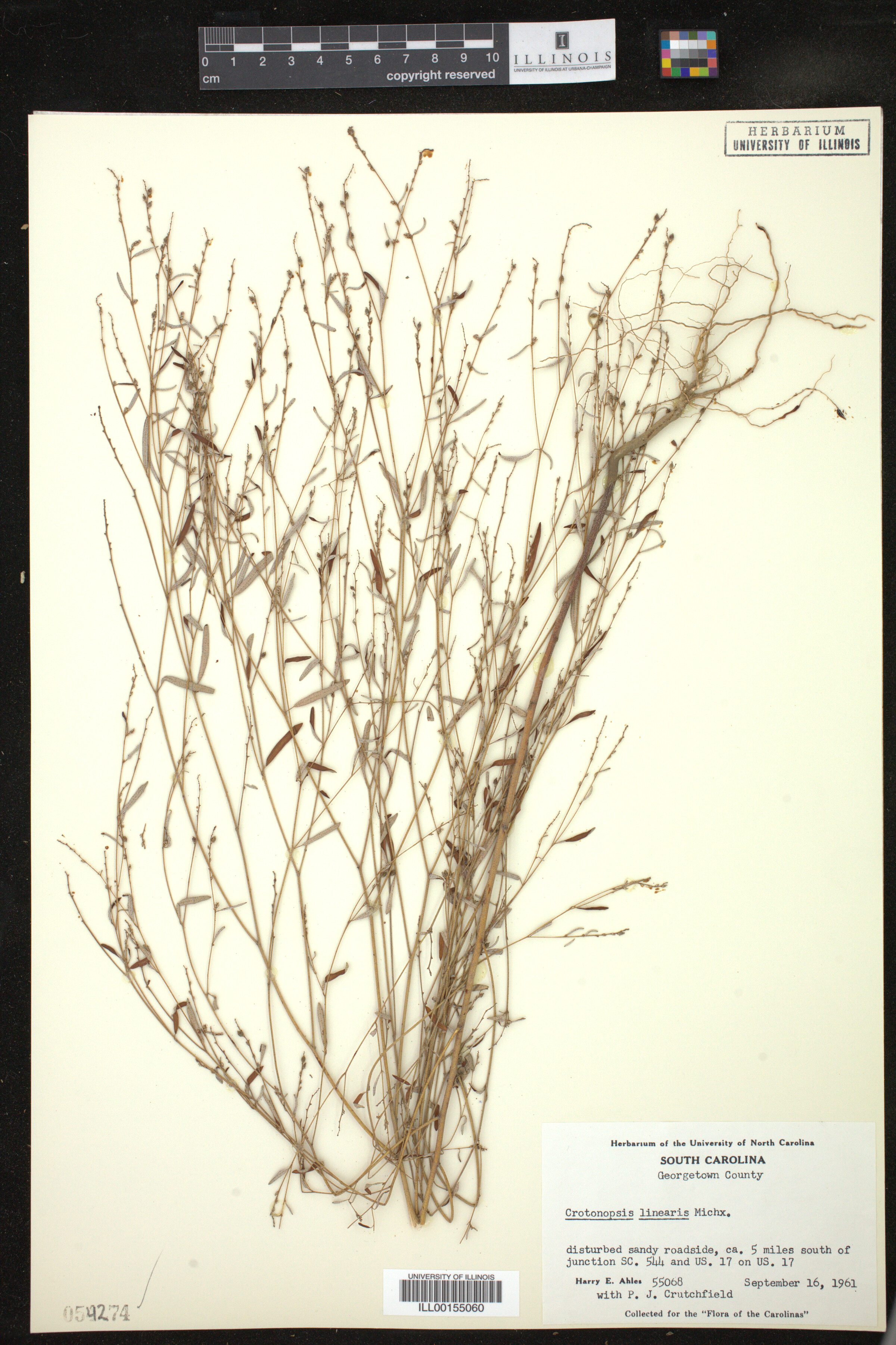 Croton michauxii image