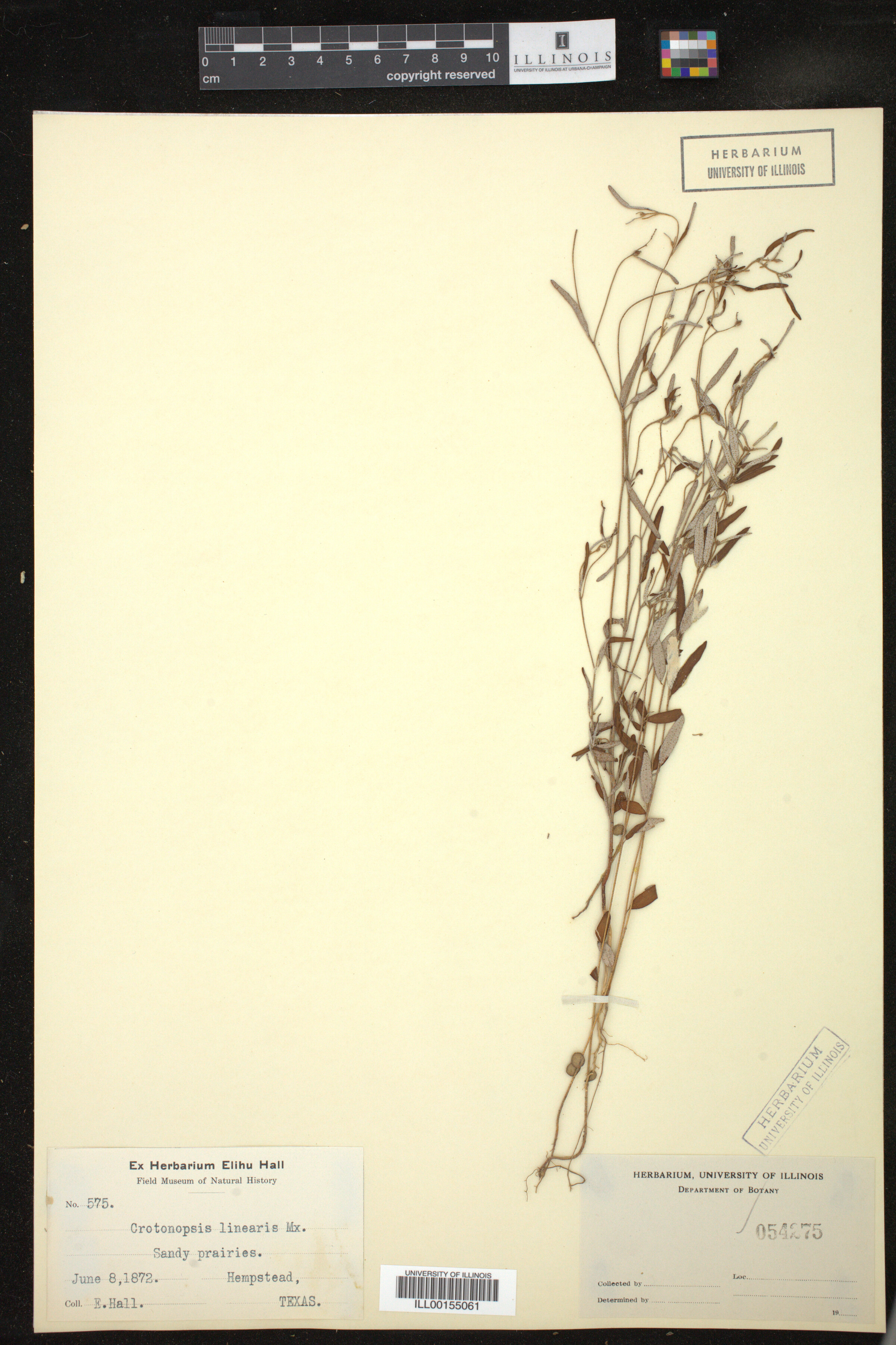 Croton michauxii image