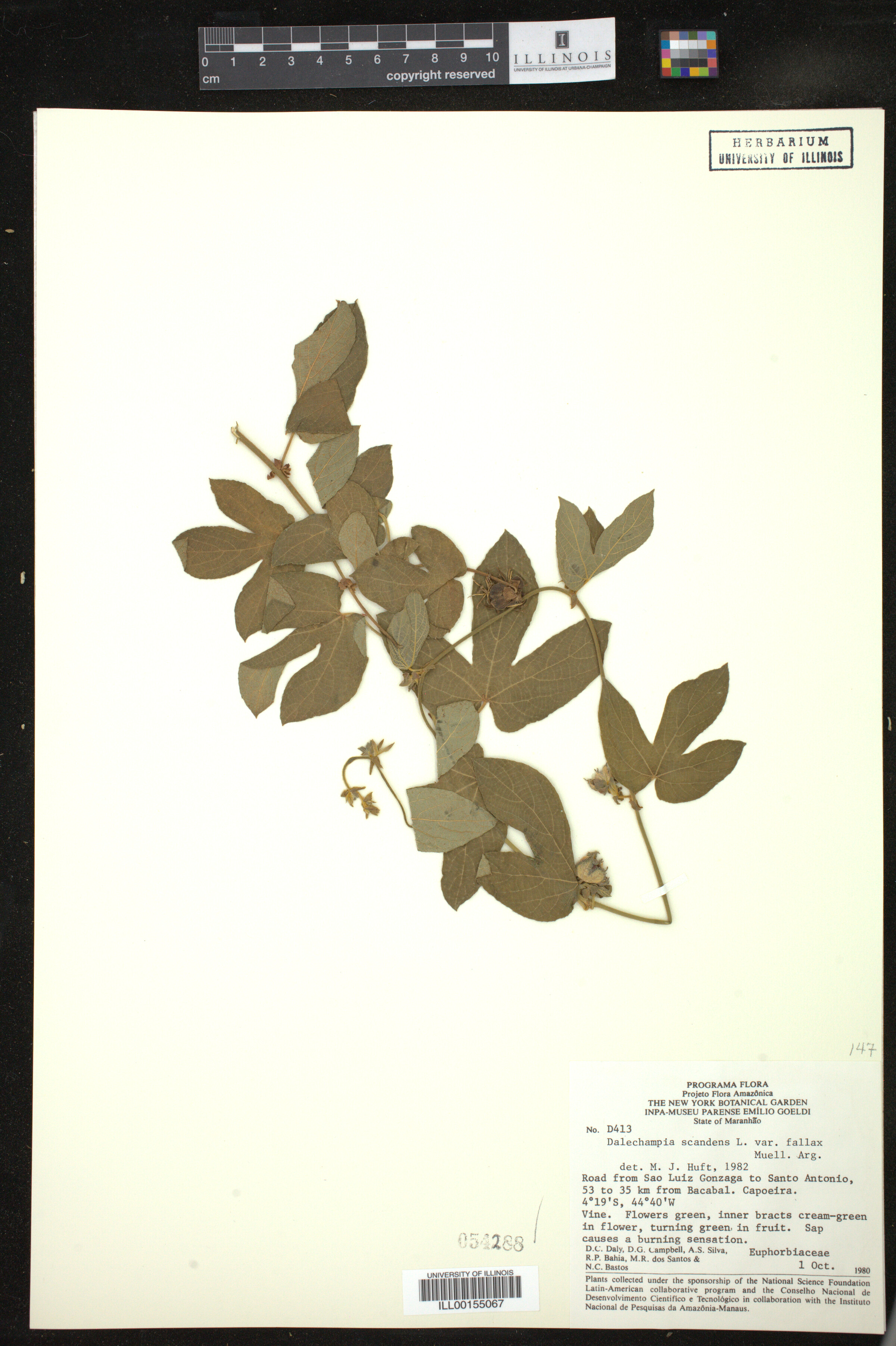 Dalechampia scandens image