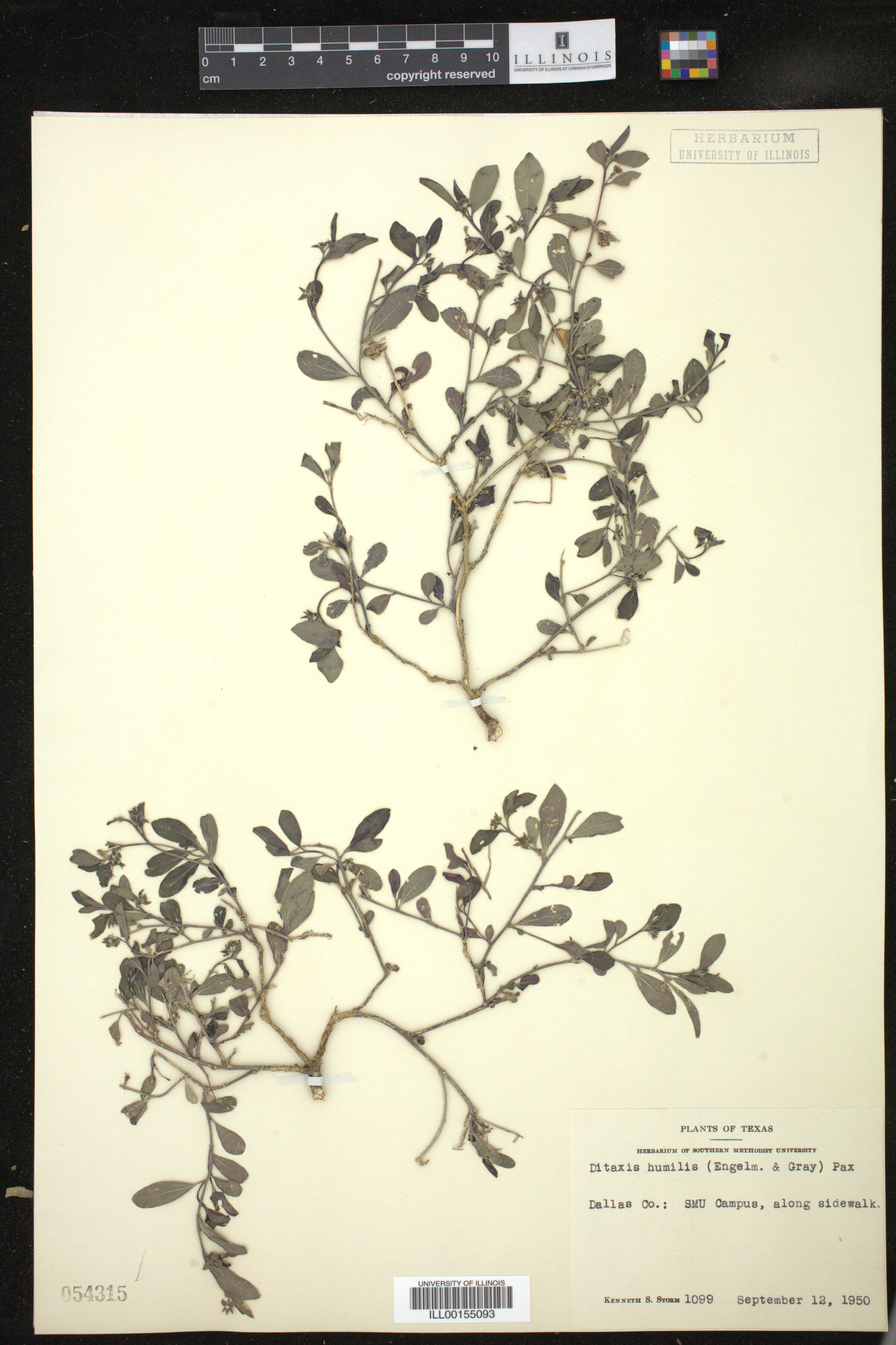 Ditaxis humilis image