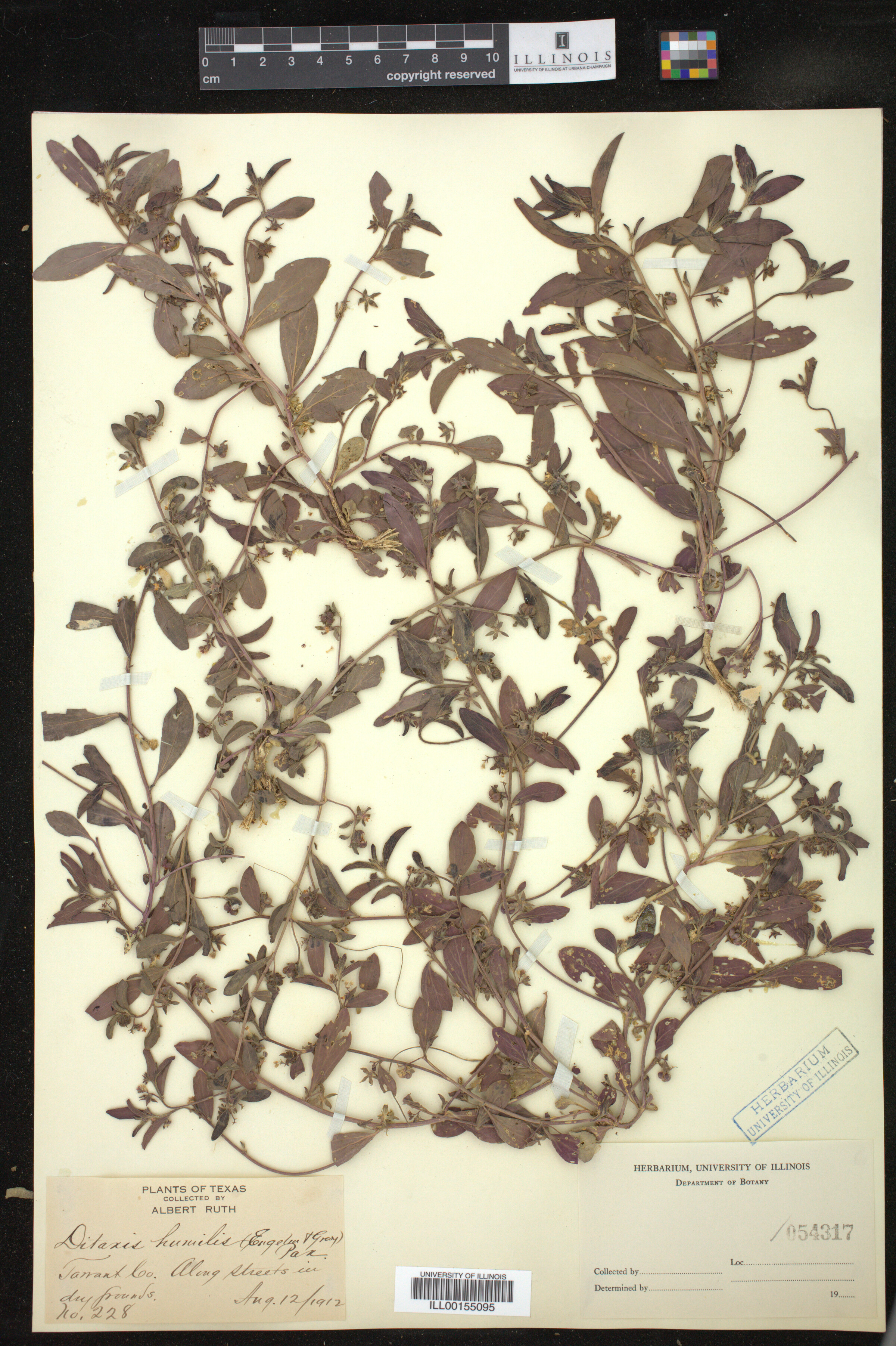 Ditaxis humilis image