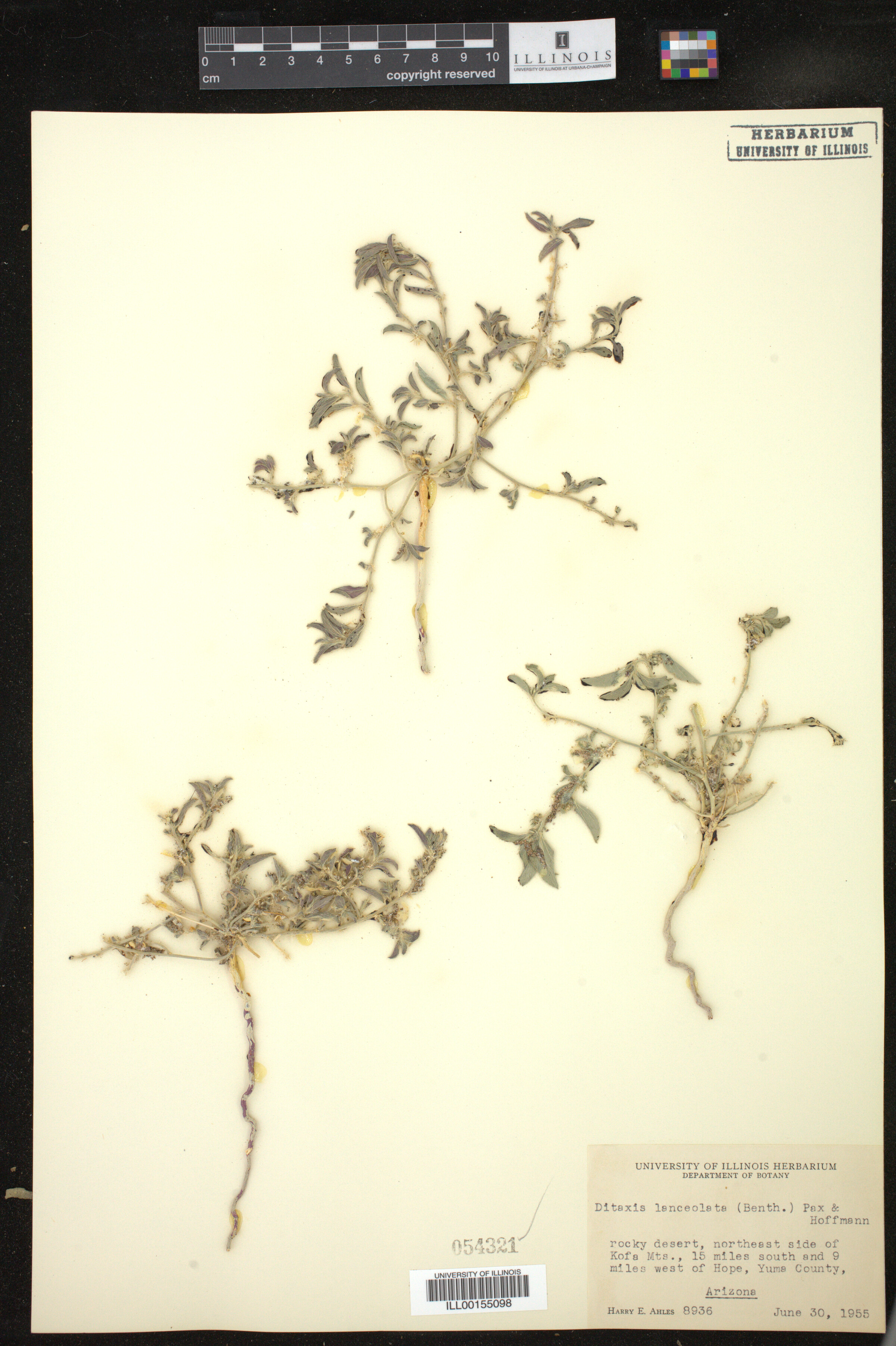 Ditaxis lanceolata image