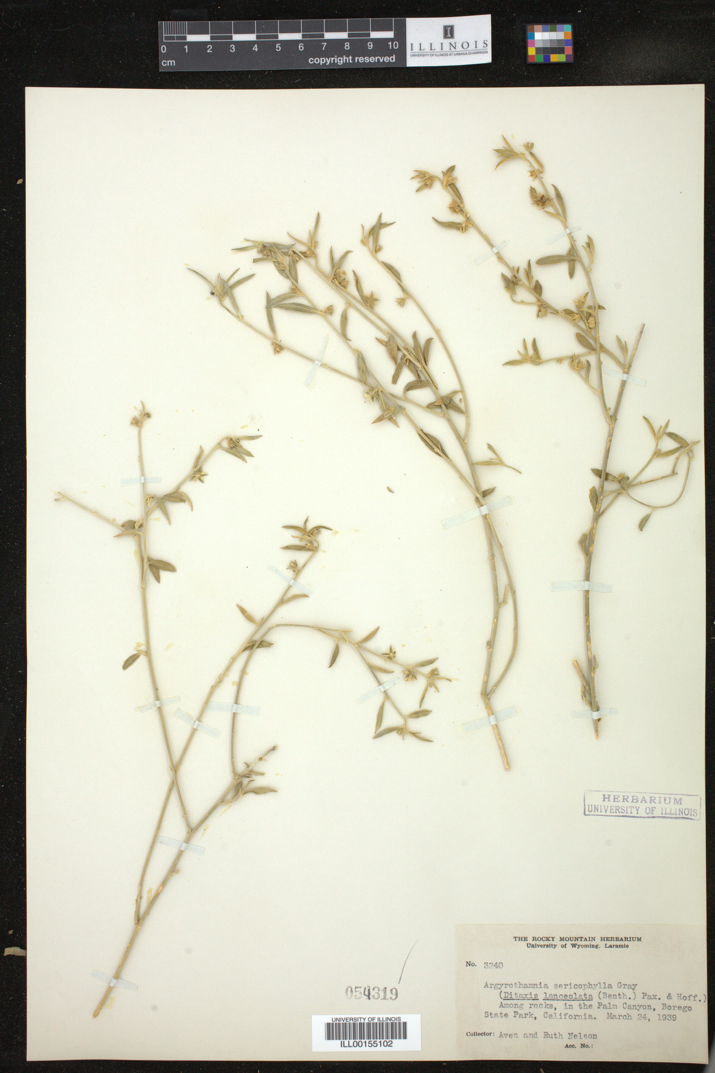 Ditaxis lanceolata image