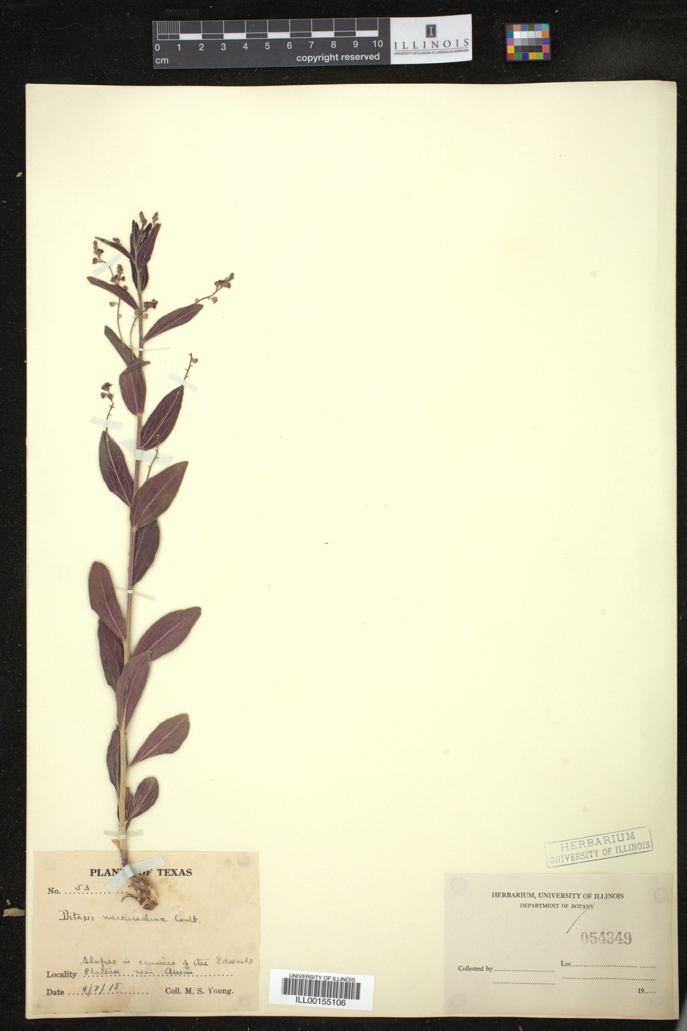 Ditaxis mercurialina image