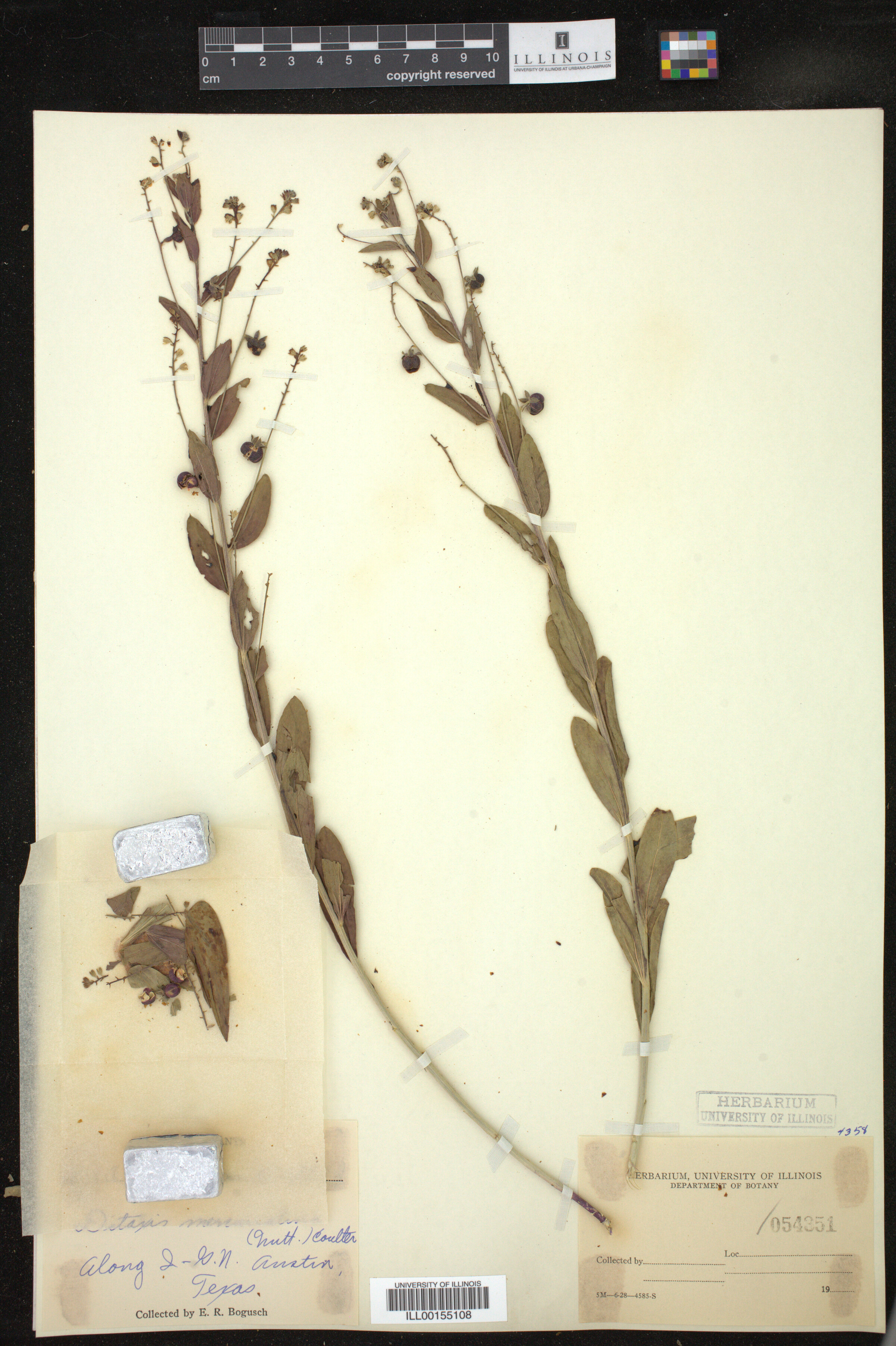 Ditaxis mercurialina image