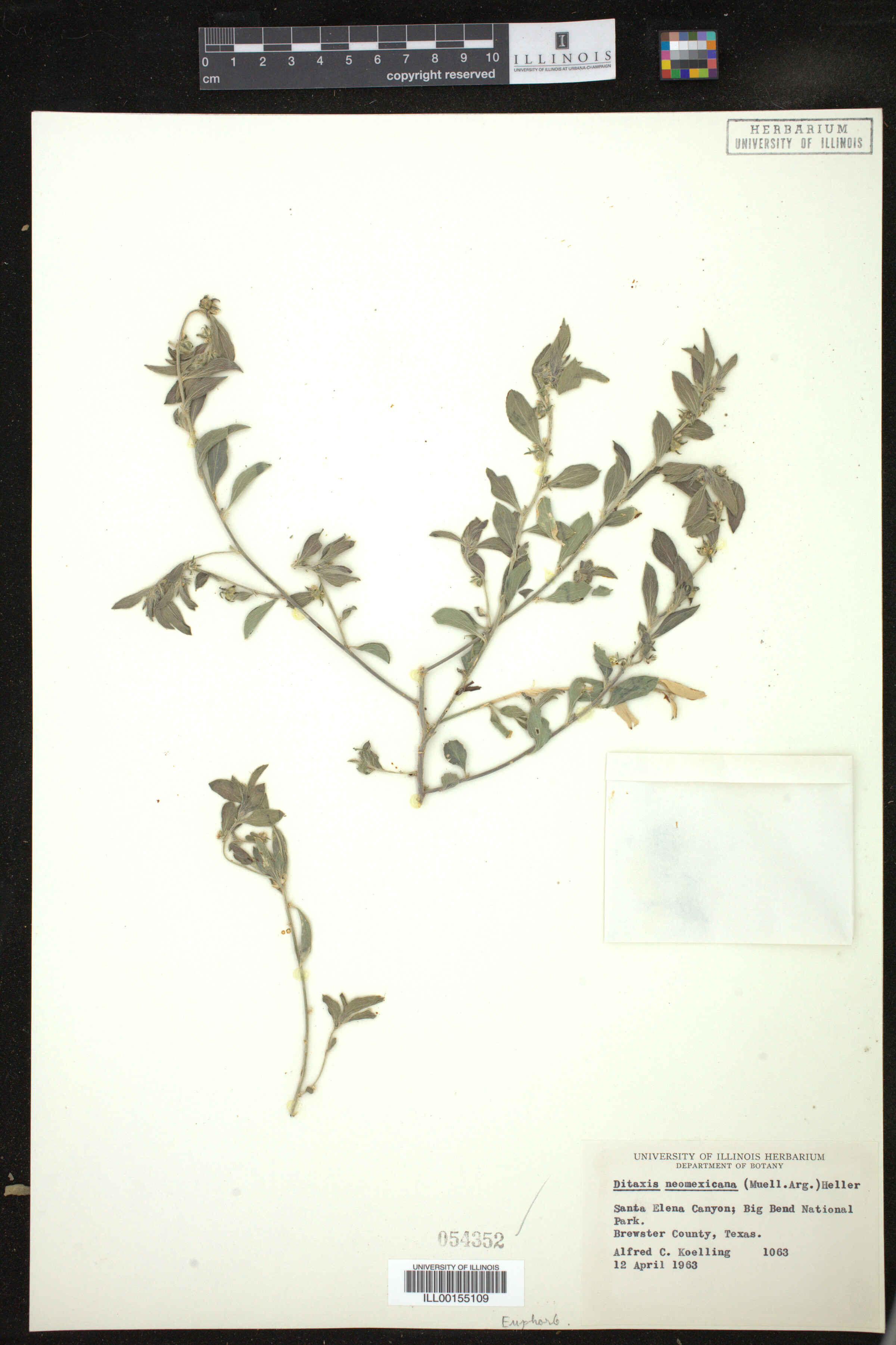 Ditaxis serrata image