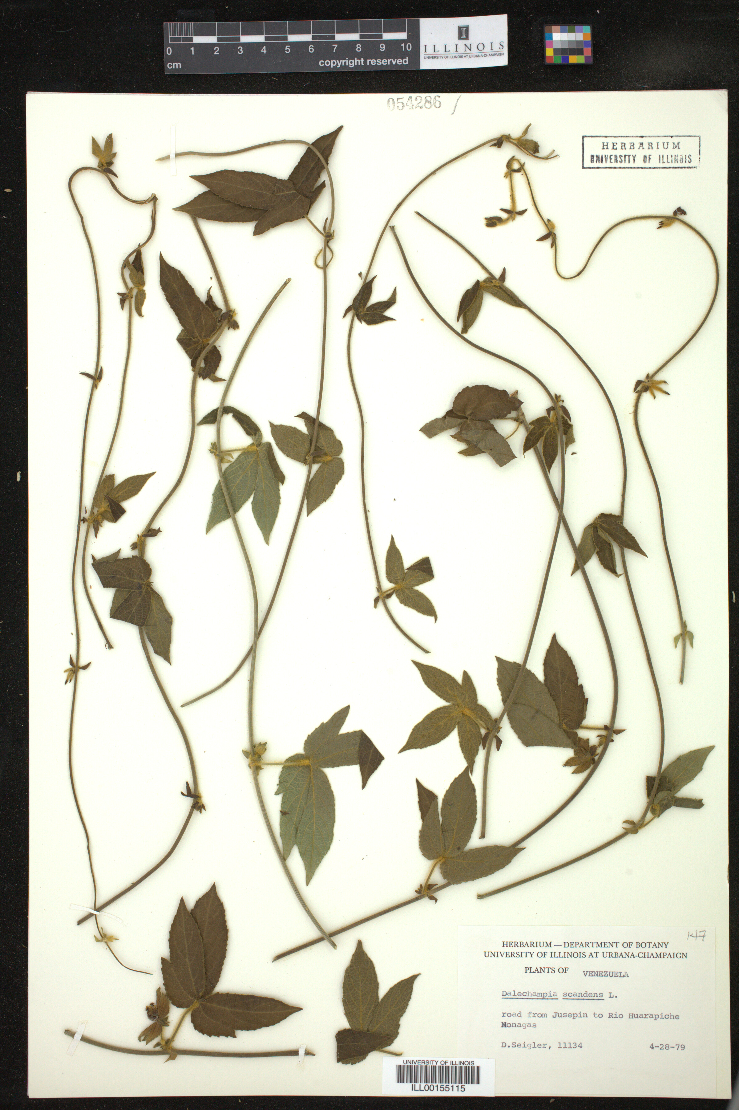 Dalechampia scandens image