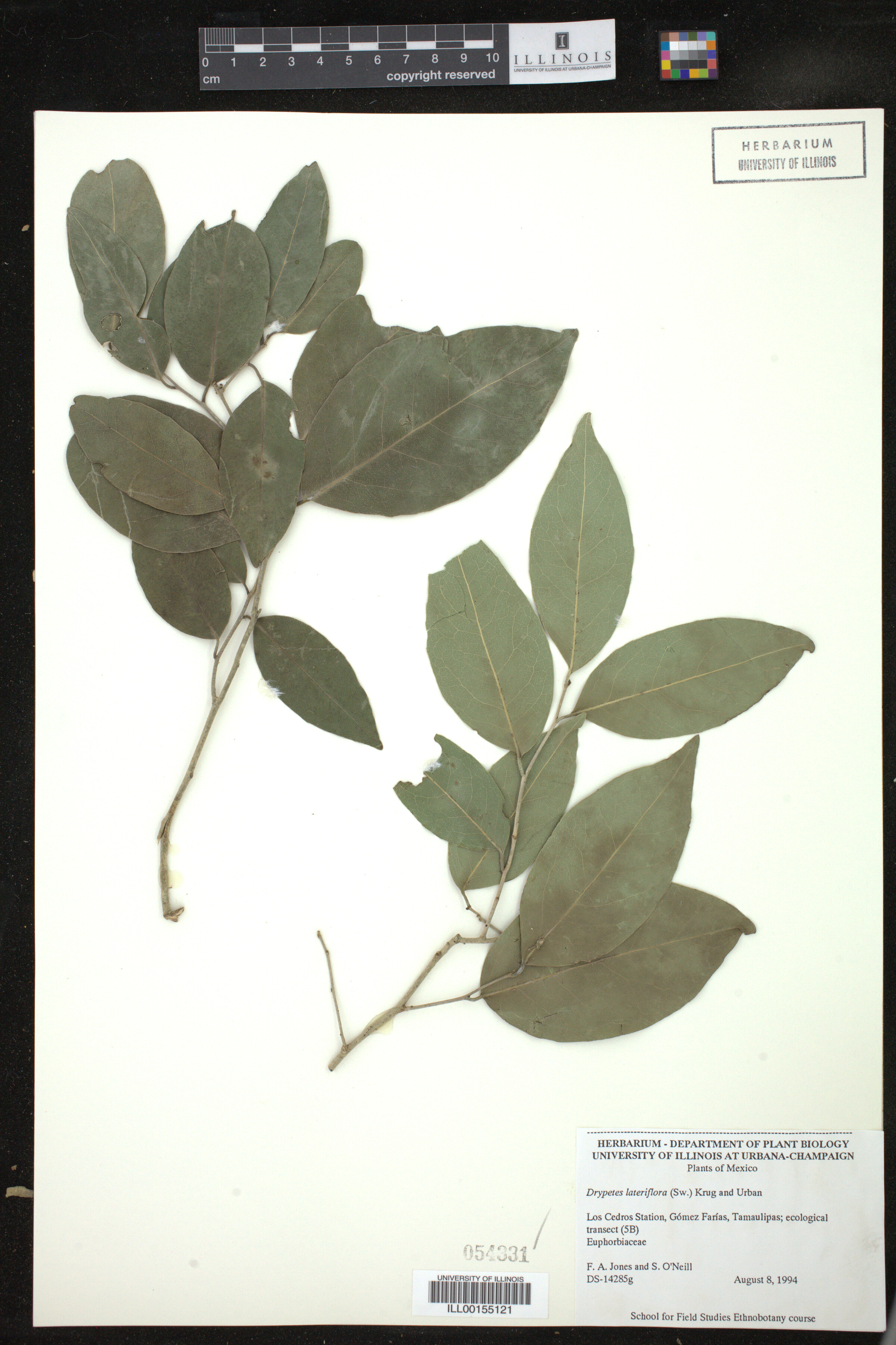 Drypetes lateriflora image