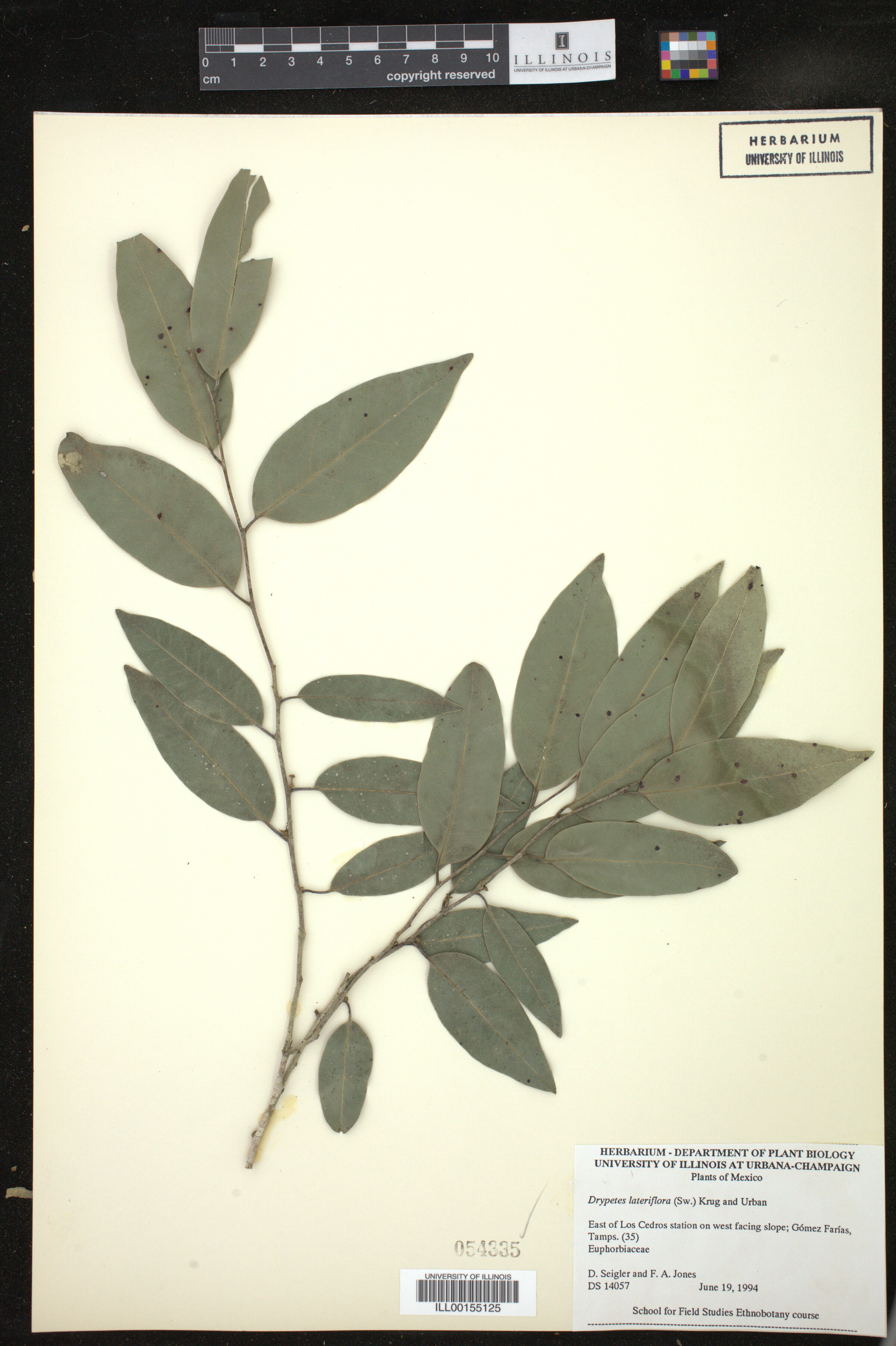 Drypetes lateriflora image