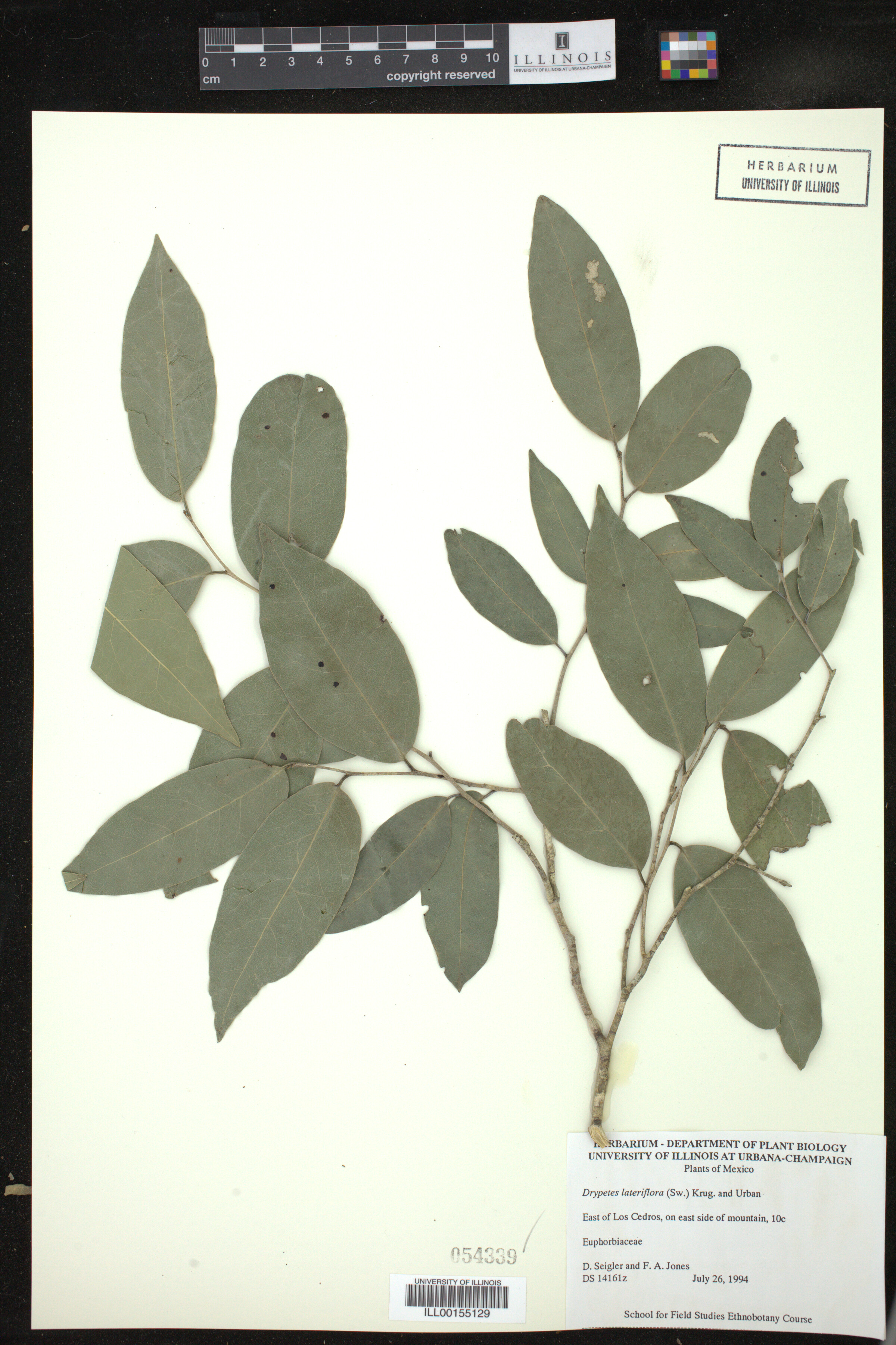 Drypetes lateriflora image