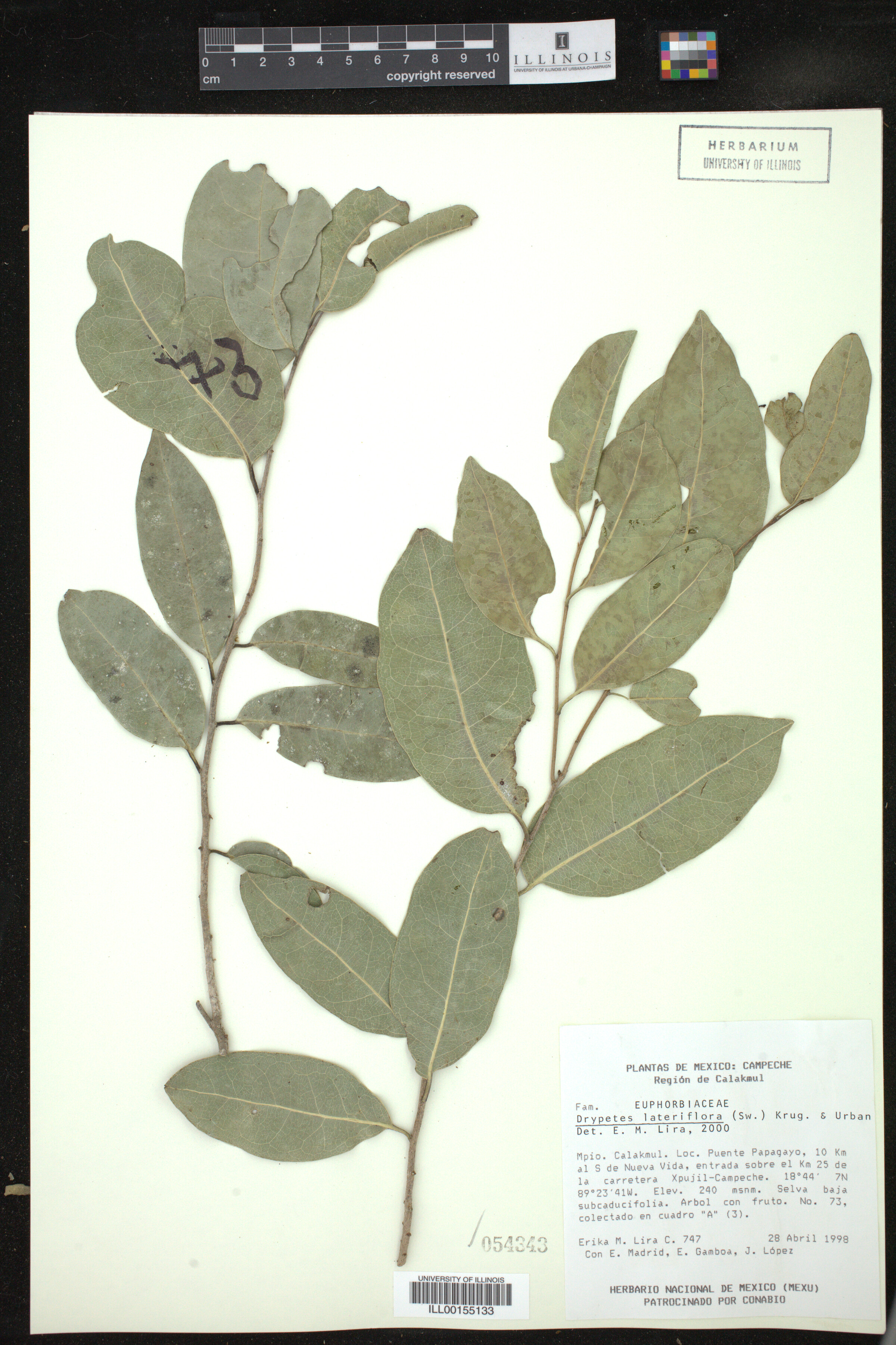 Drypetes lateriflora image