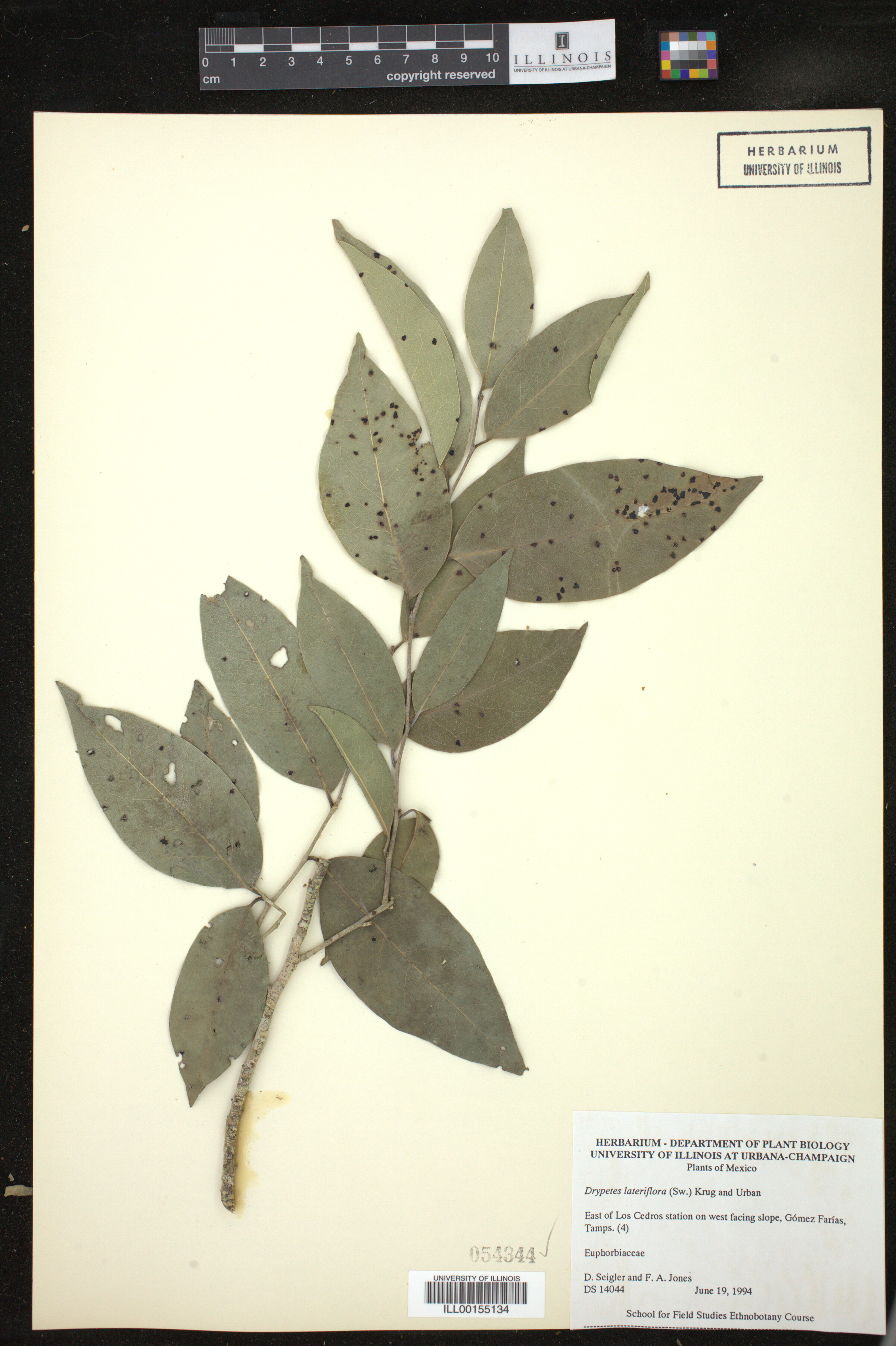 Putranjivaceae image