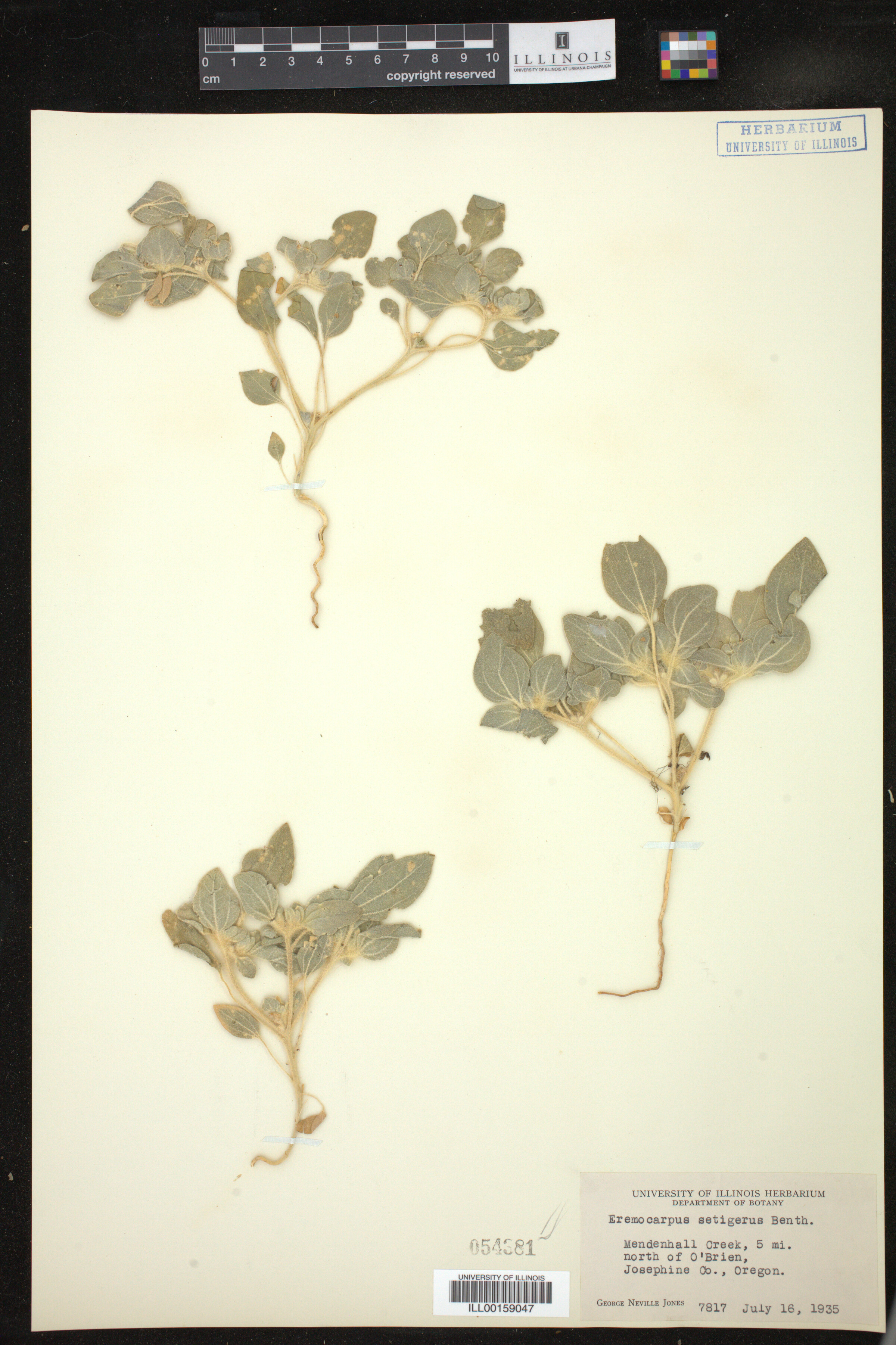 Croton setiger image