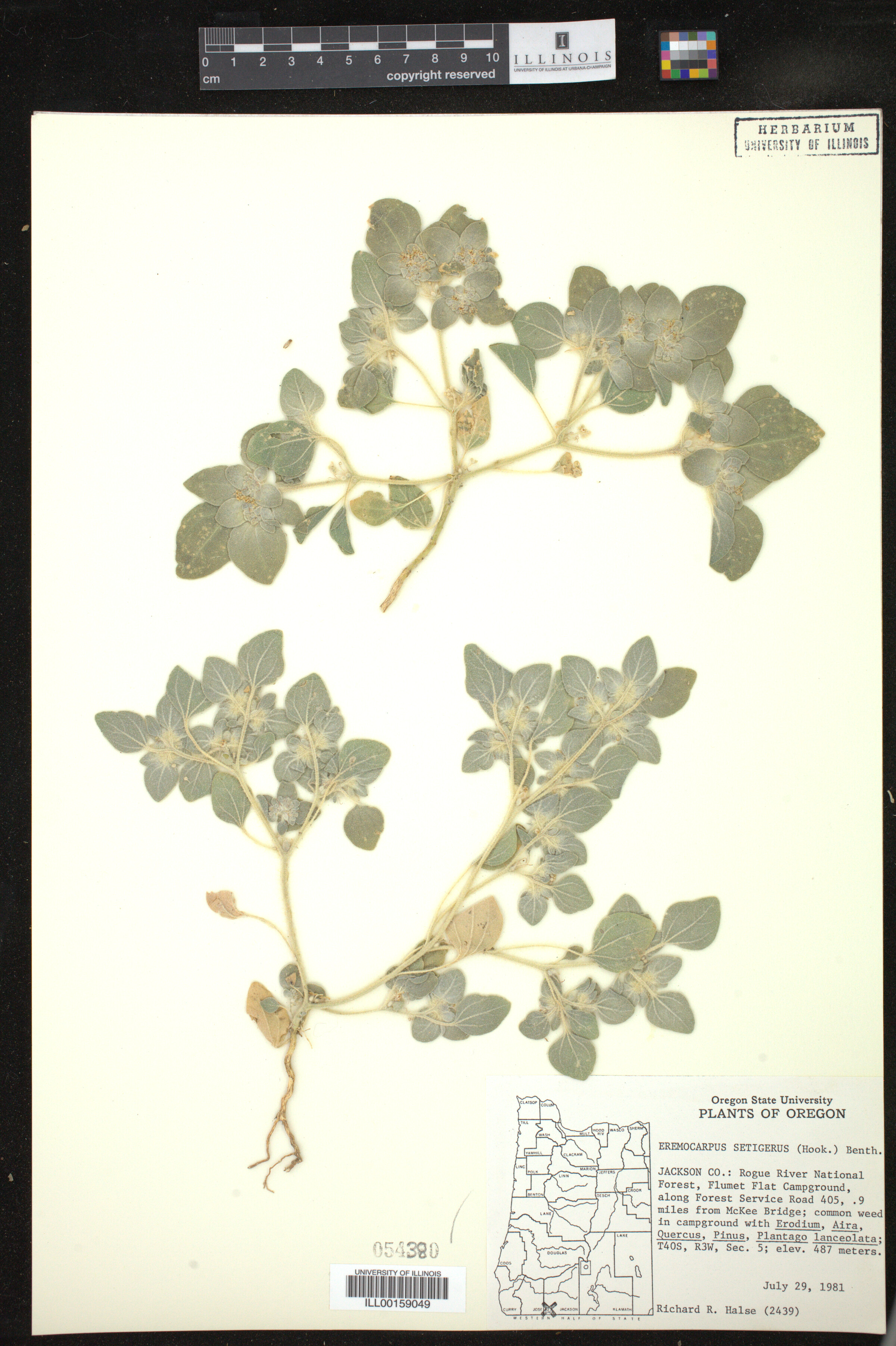 Croton setiger image