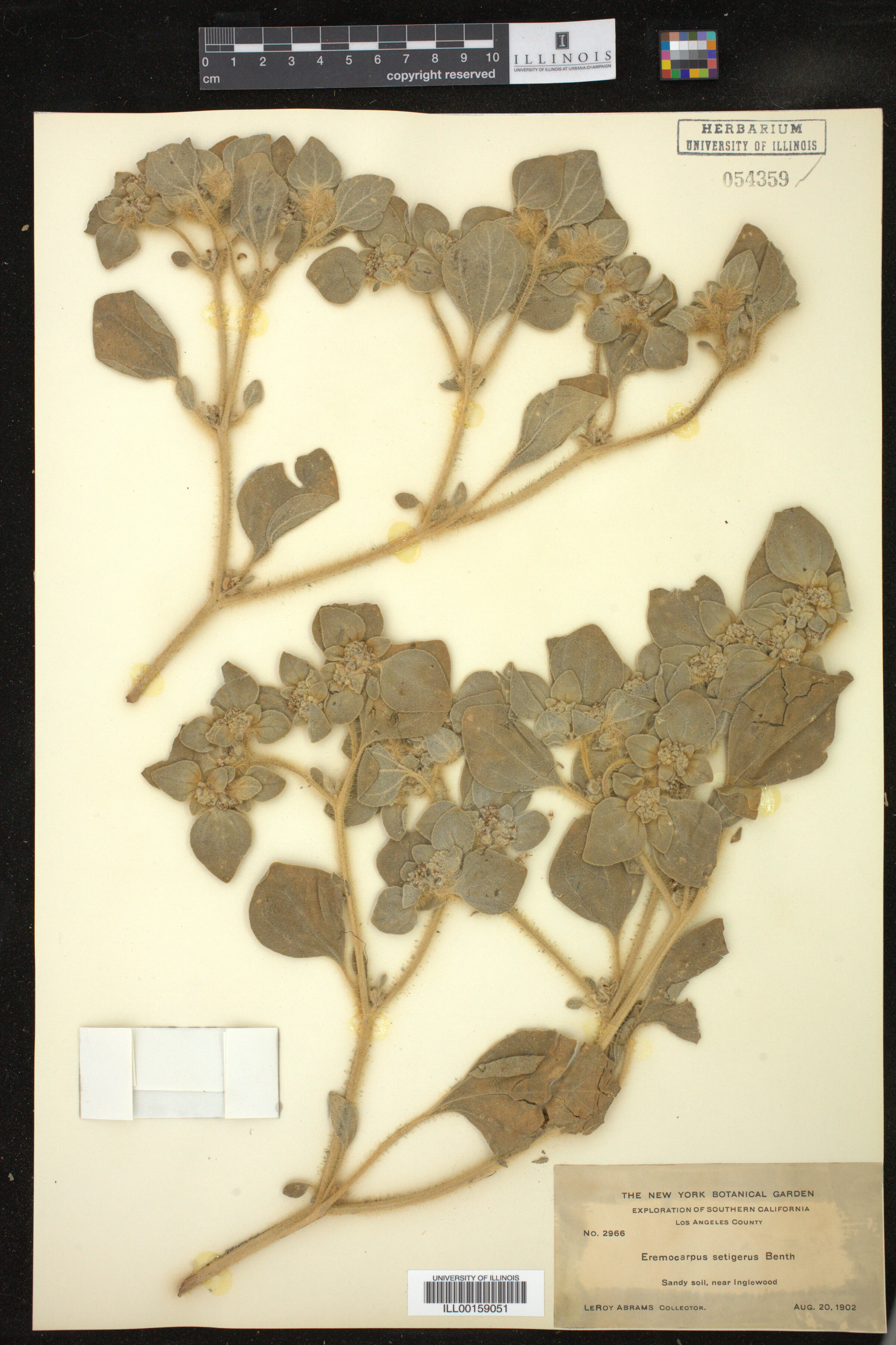 Croton setiger image