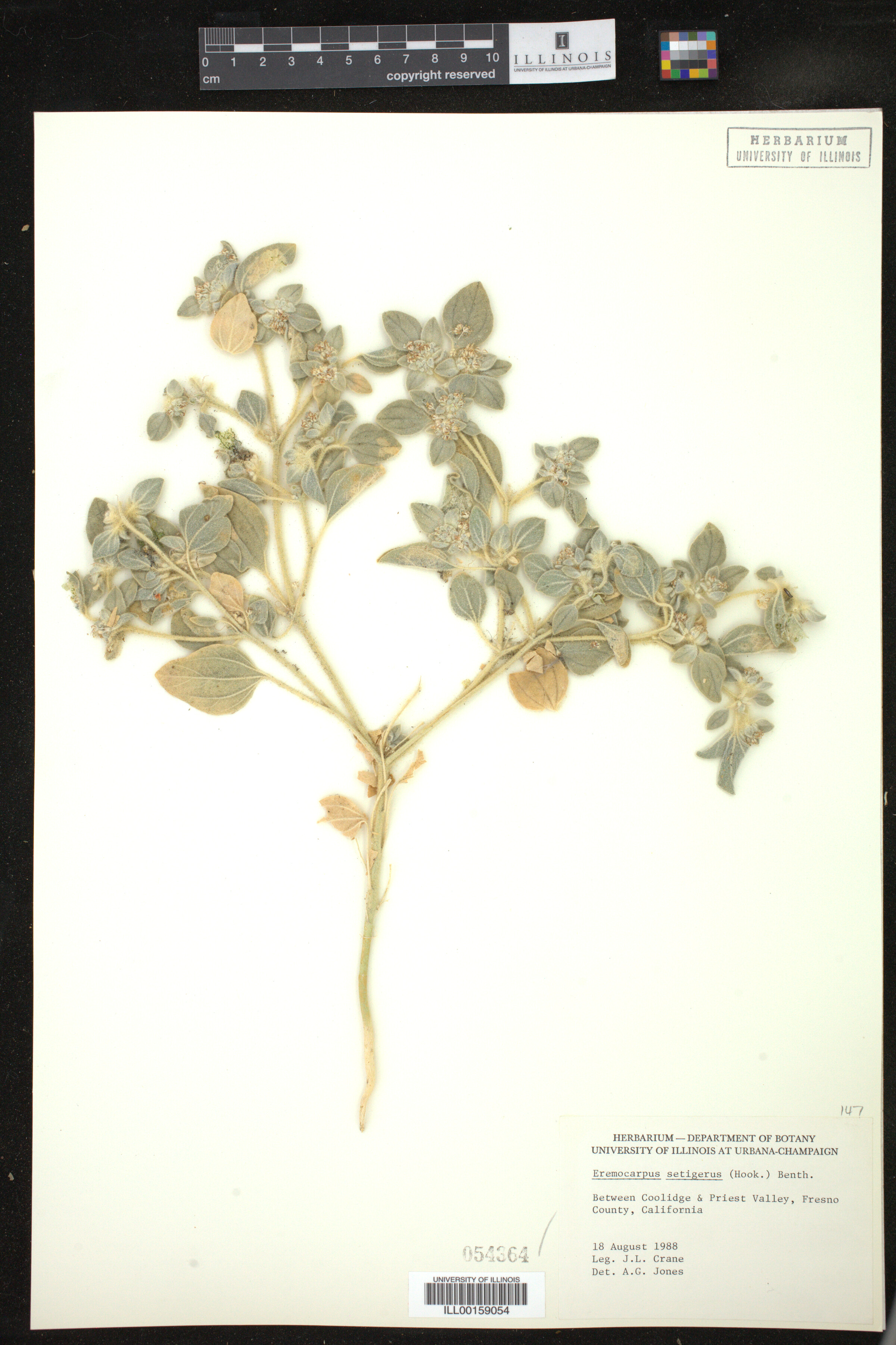 Croton setiger image