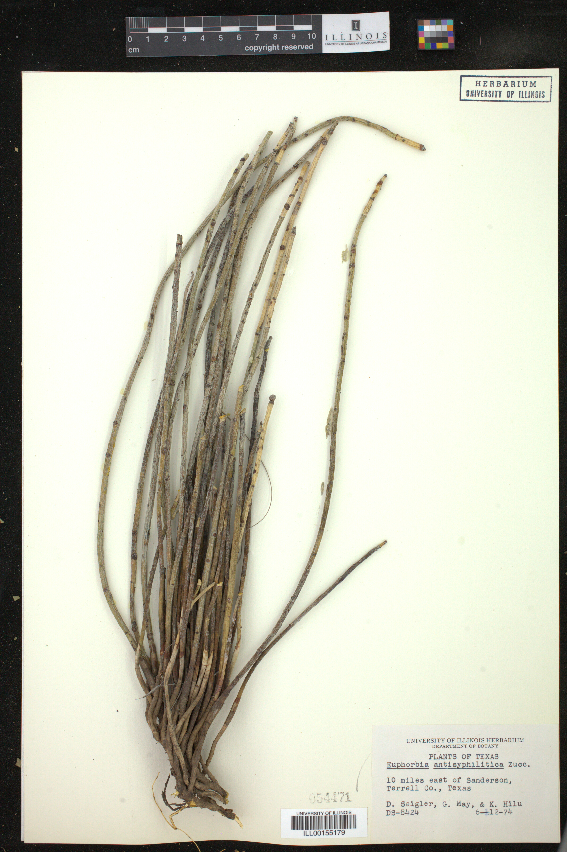 Euphorbia antisyphilitica image