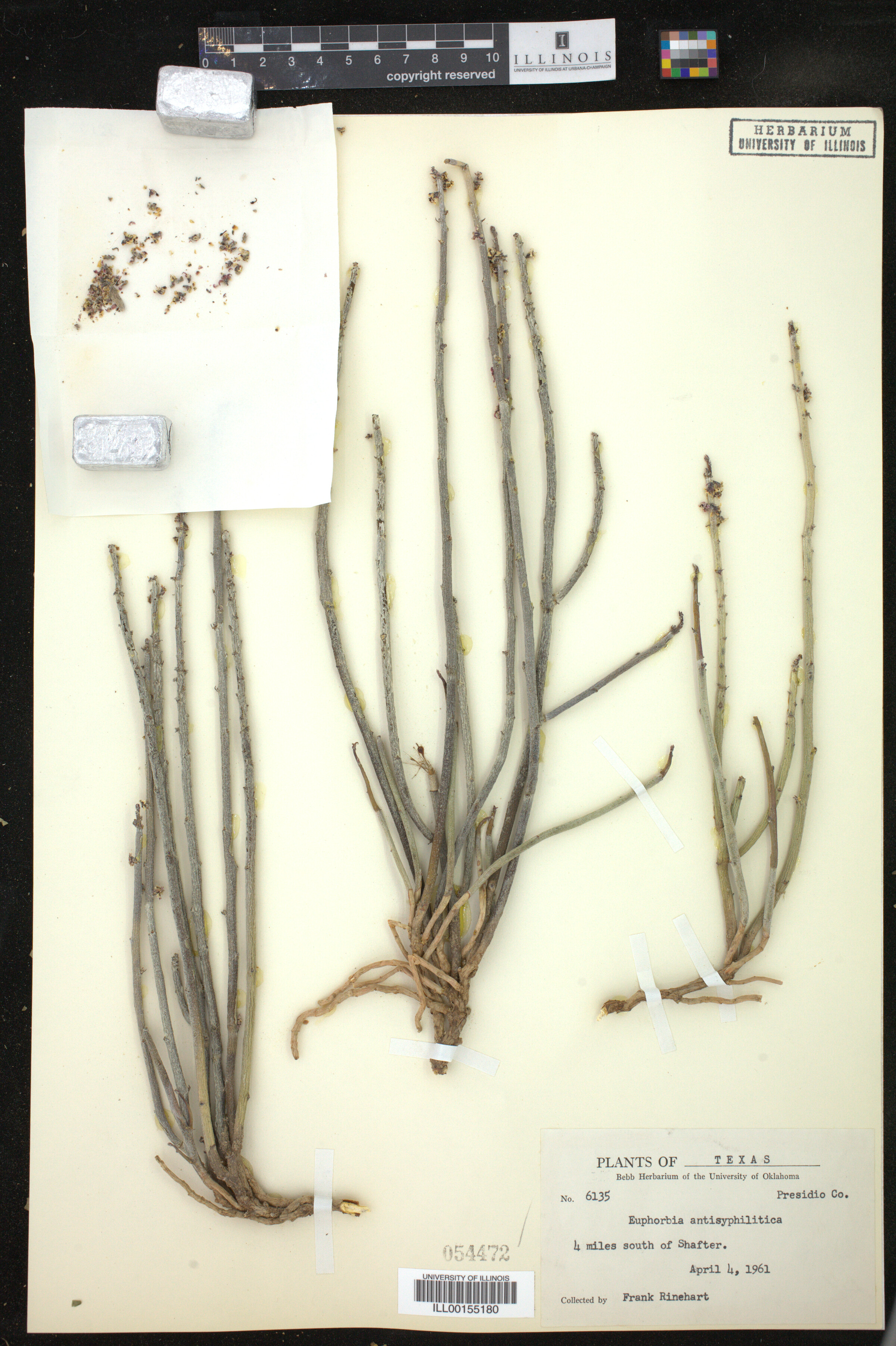 Euphorbia antisyphilitica image