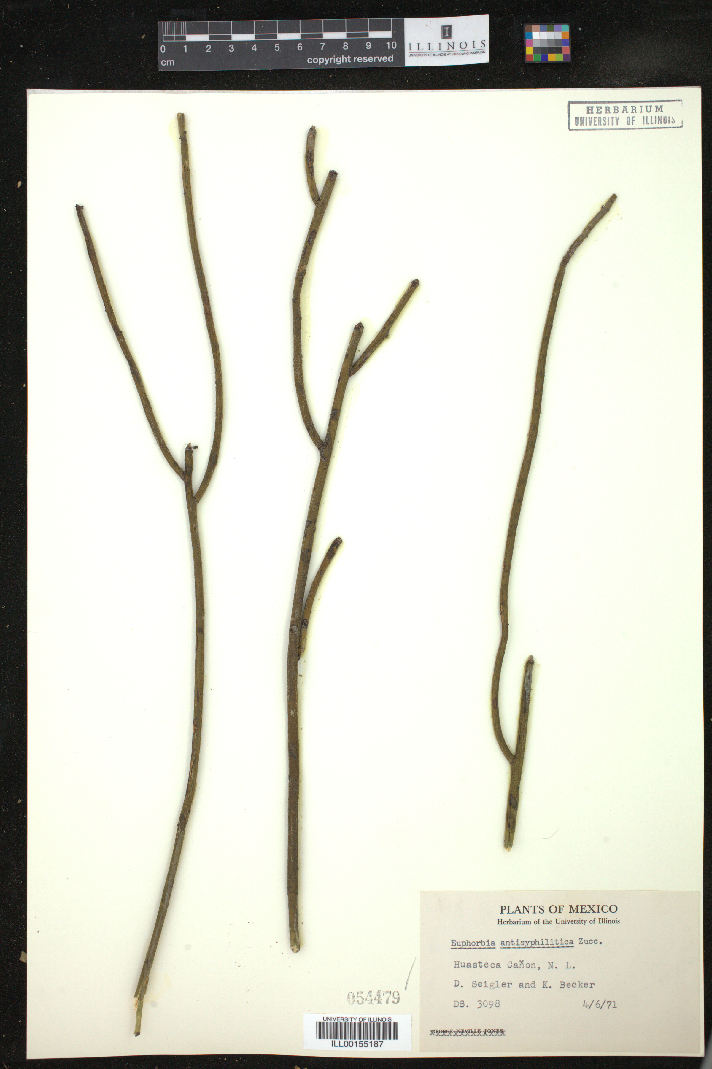 Euphorbia antisyphilitica image