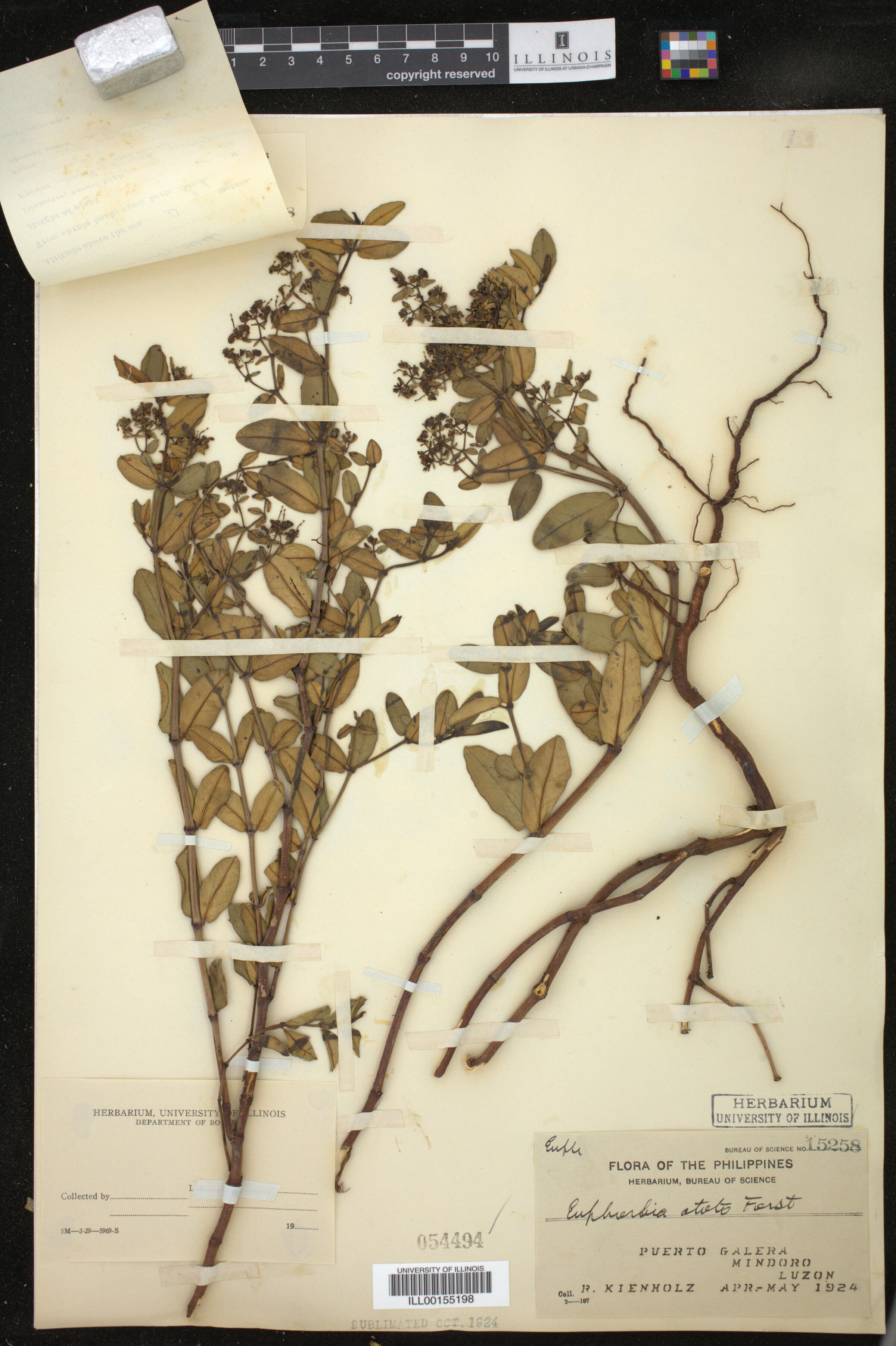 Euphorbia atoto image