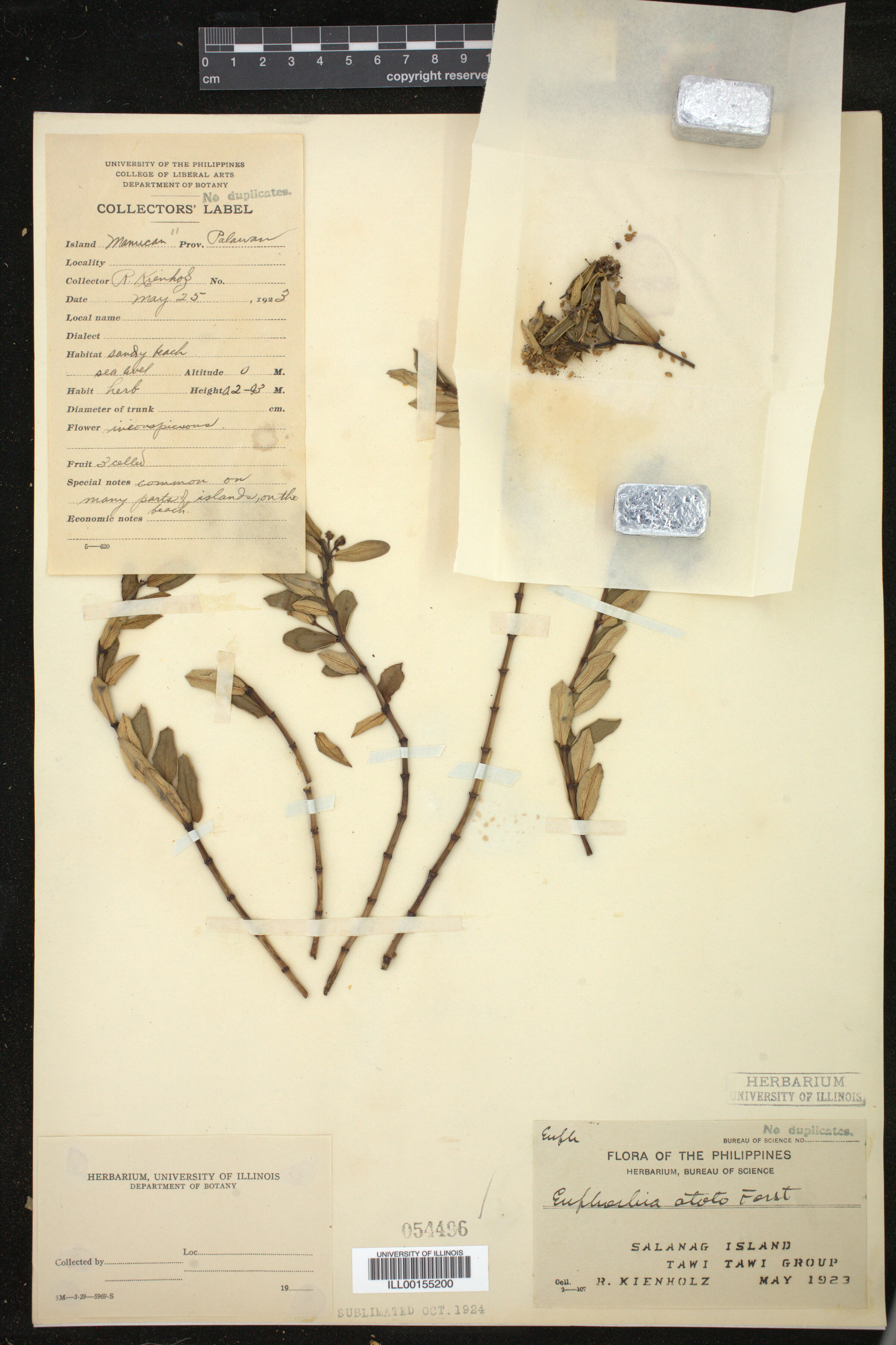 Euphorbia atoto image