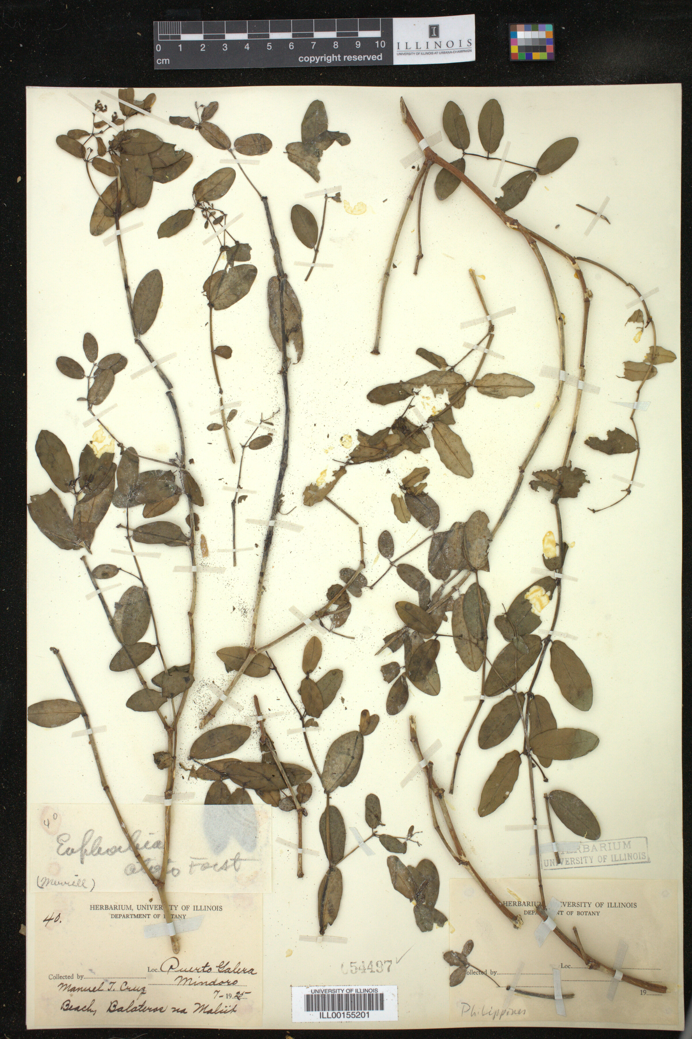 Euphorbia atoto image