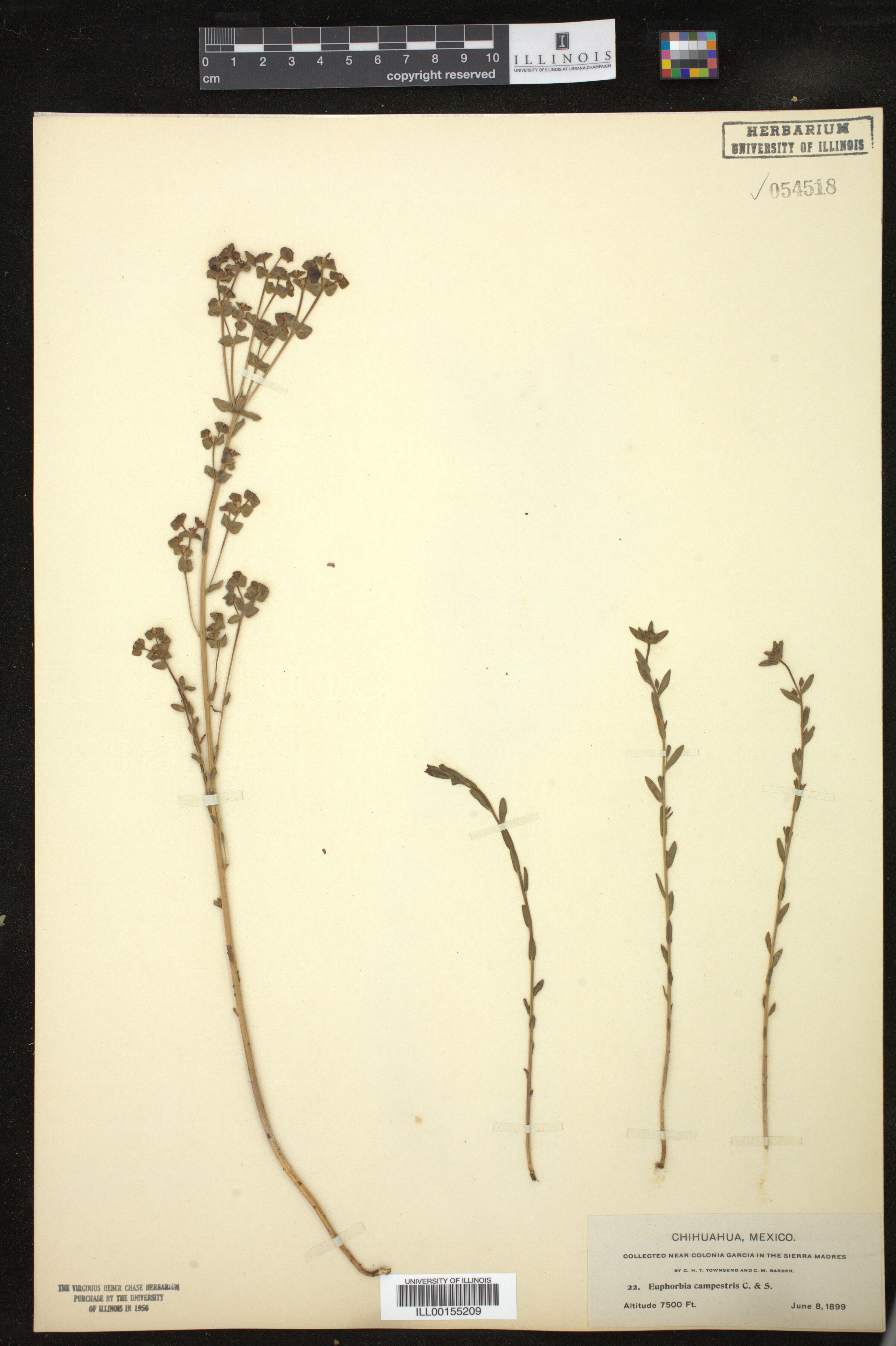 Euphorbia campestris image