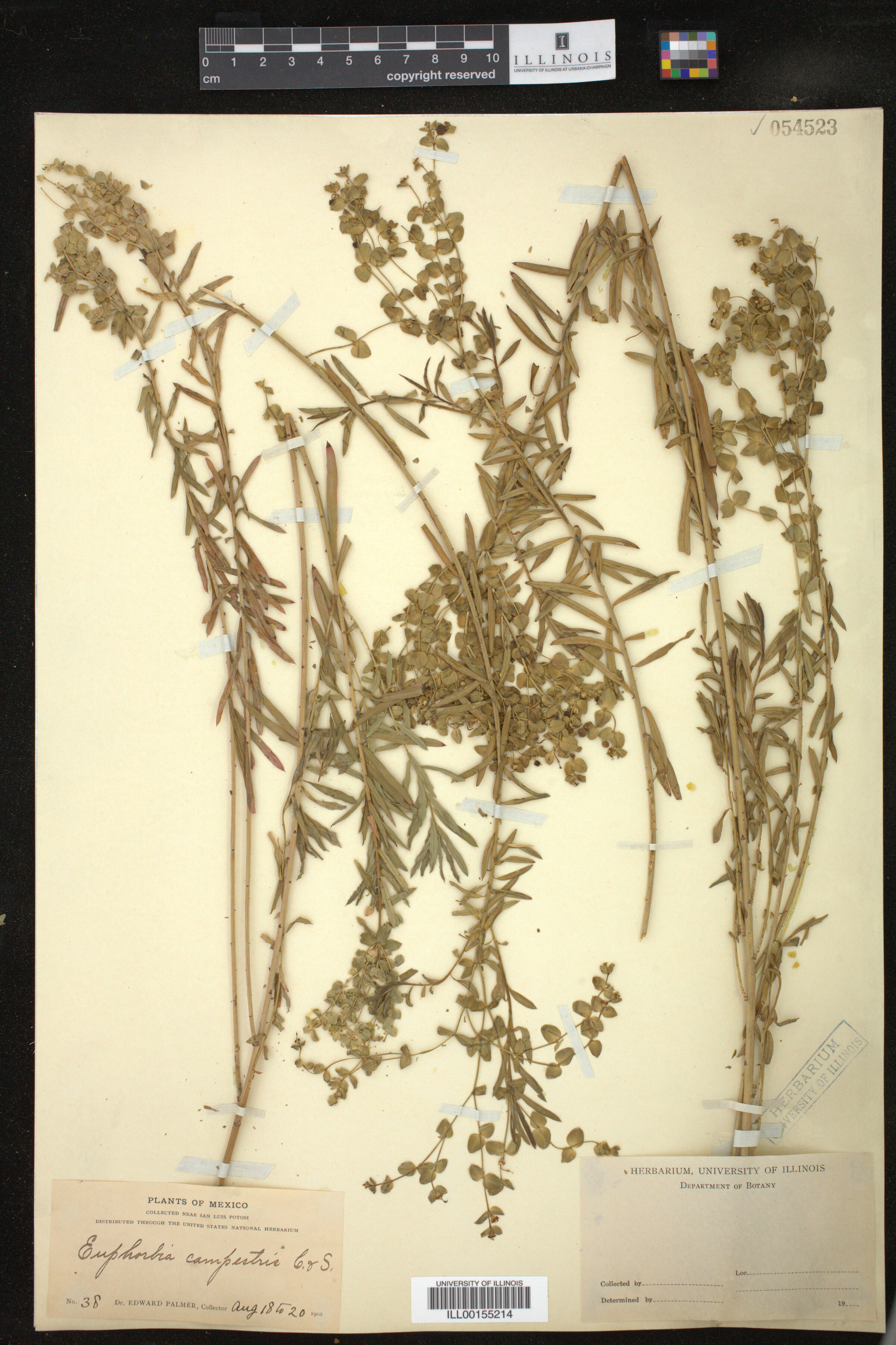 Euphorbia campestris image
