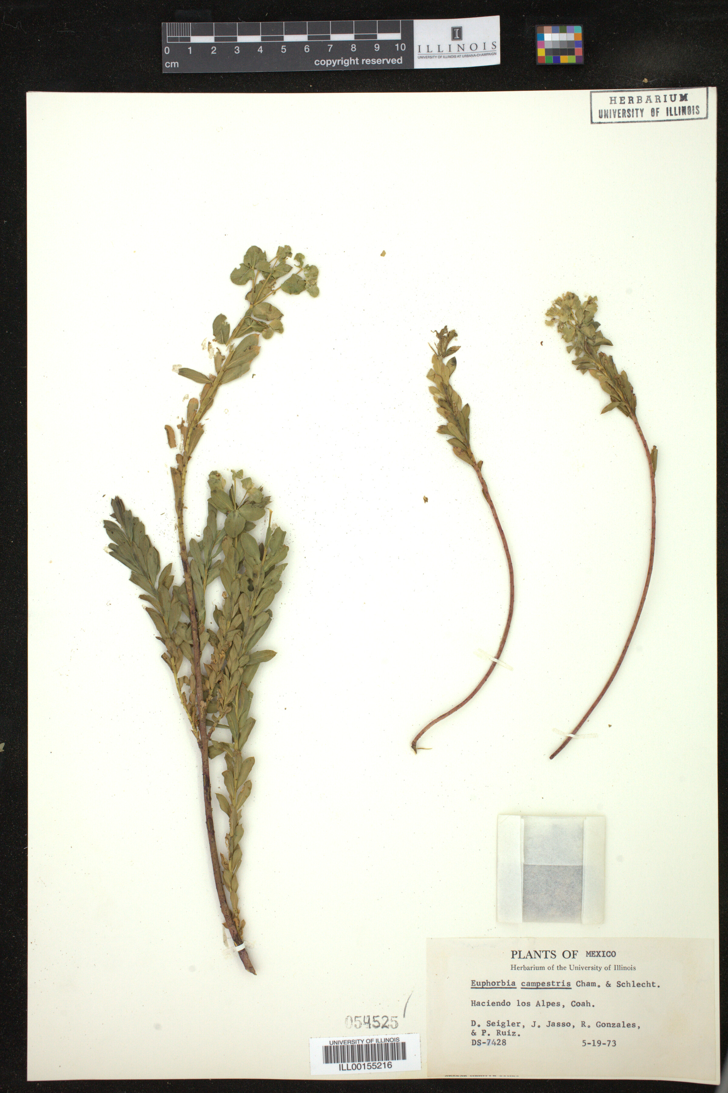 Euphorbia campestris image