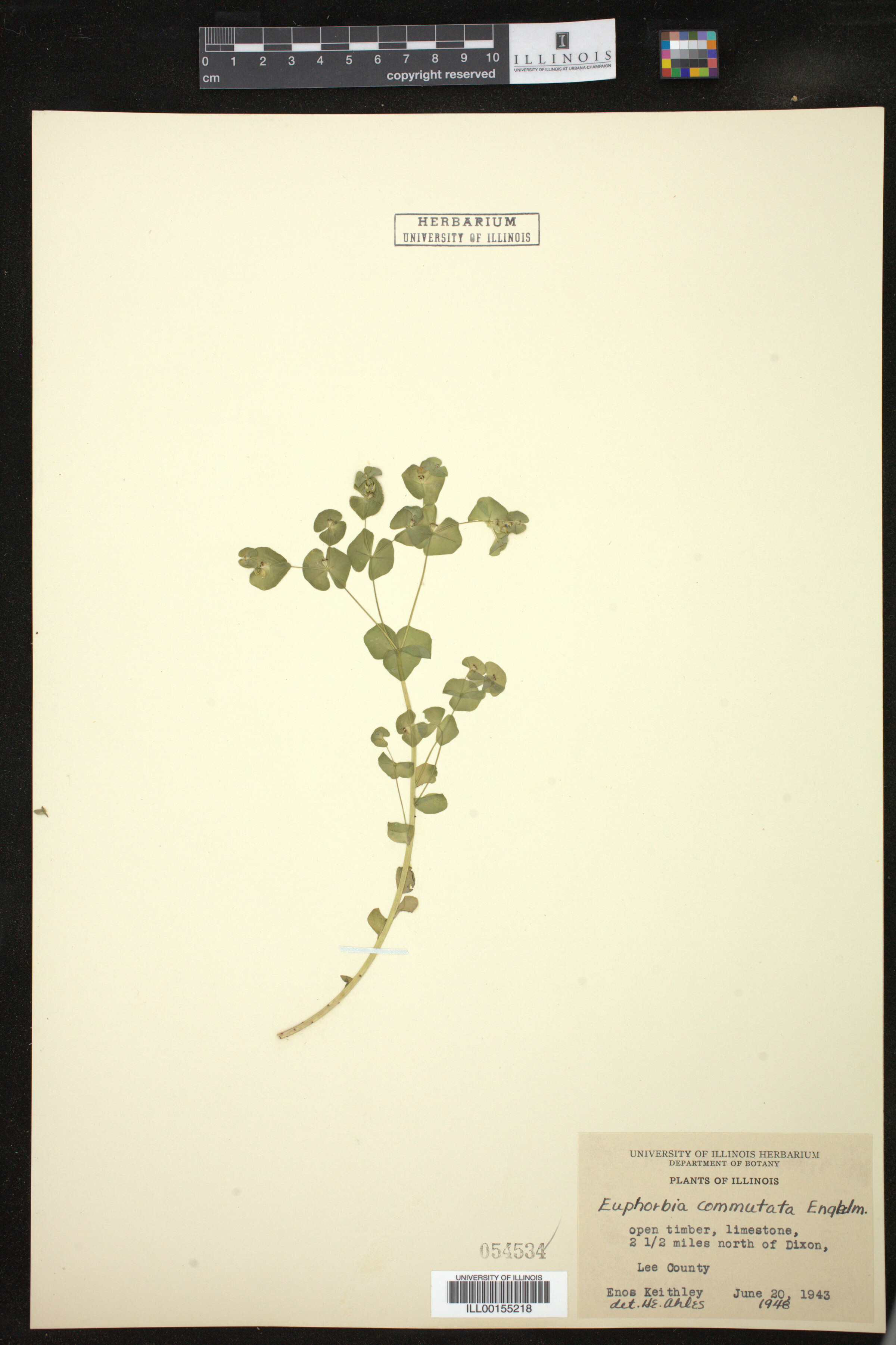 Euphorbia commutata image