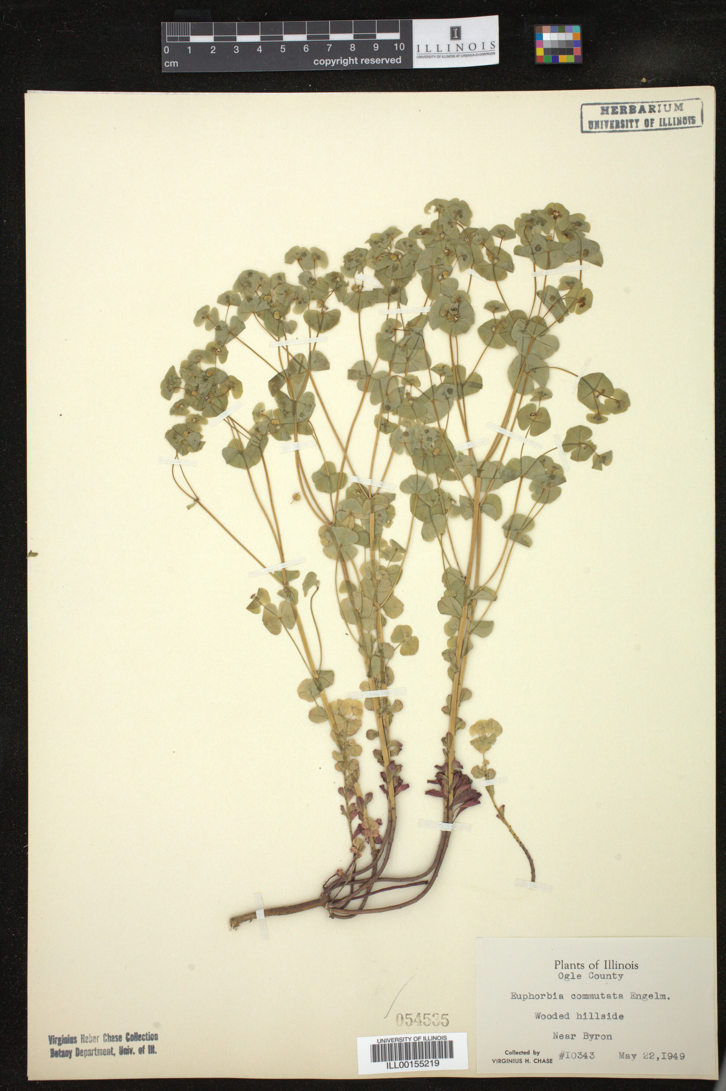 Euphorbia commutata image