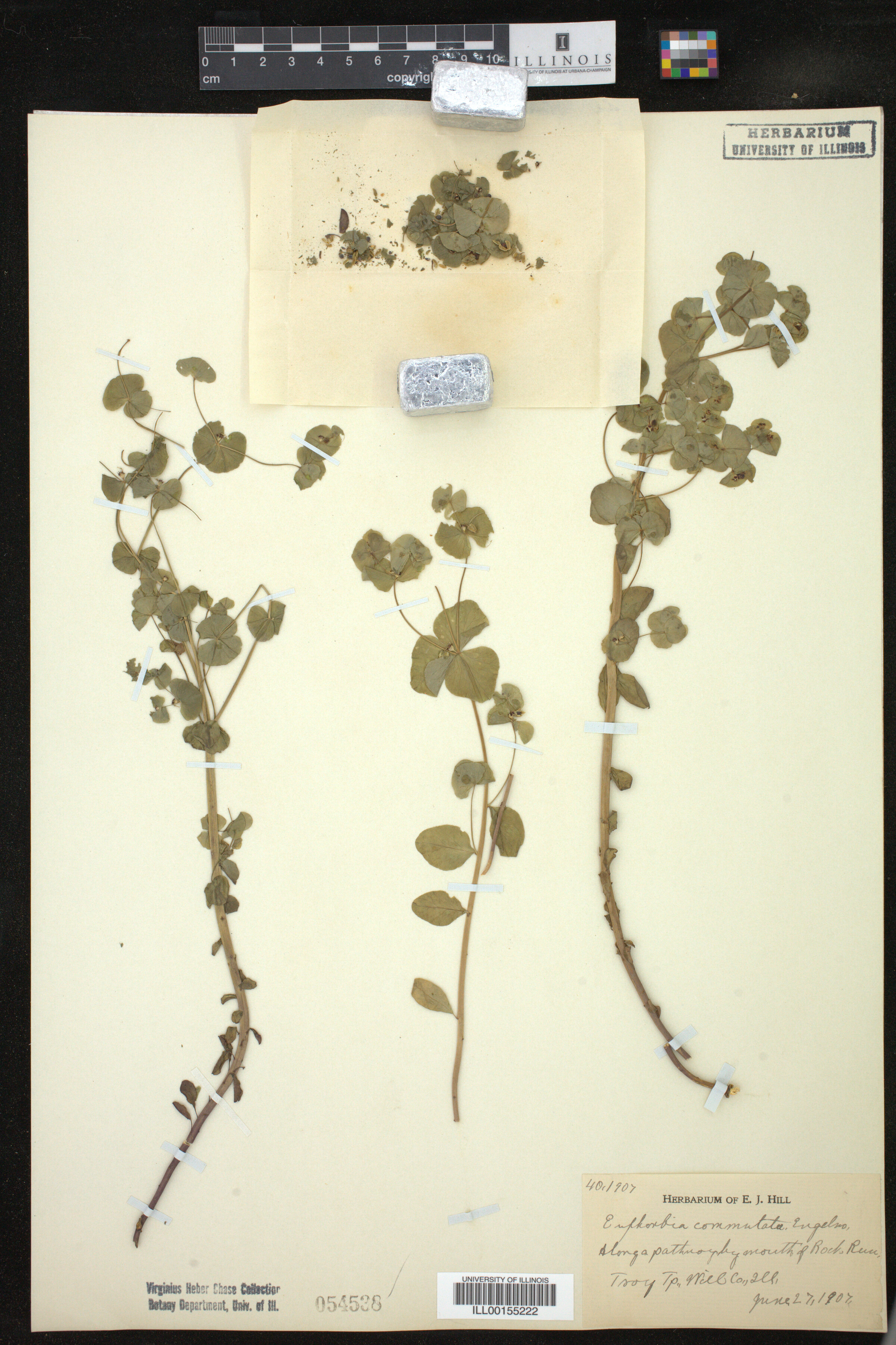 Euphorbia commutata image