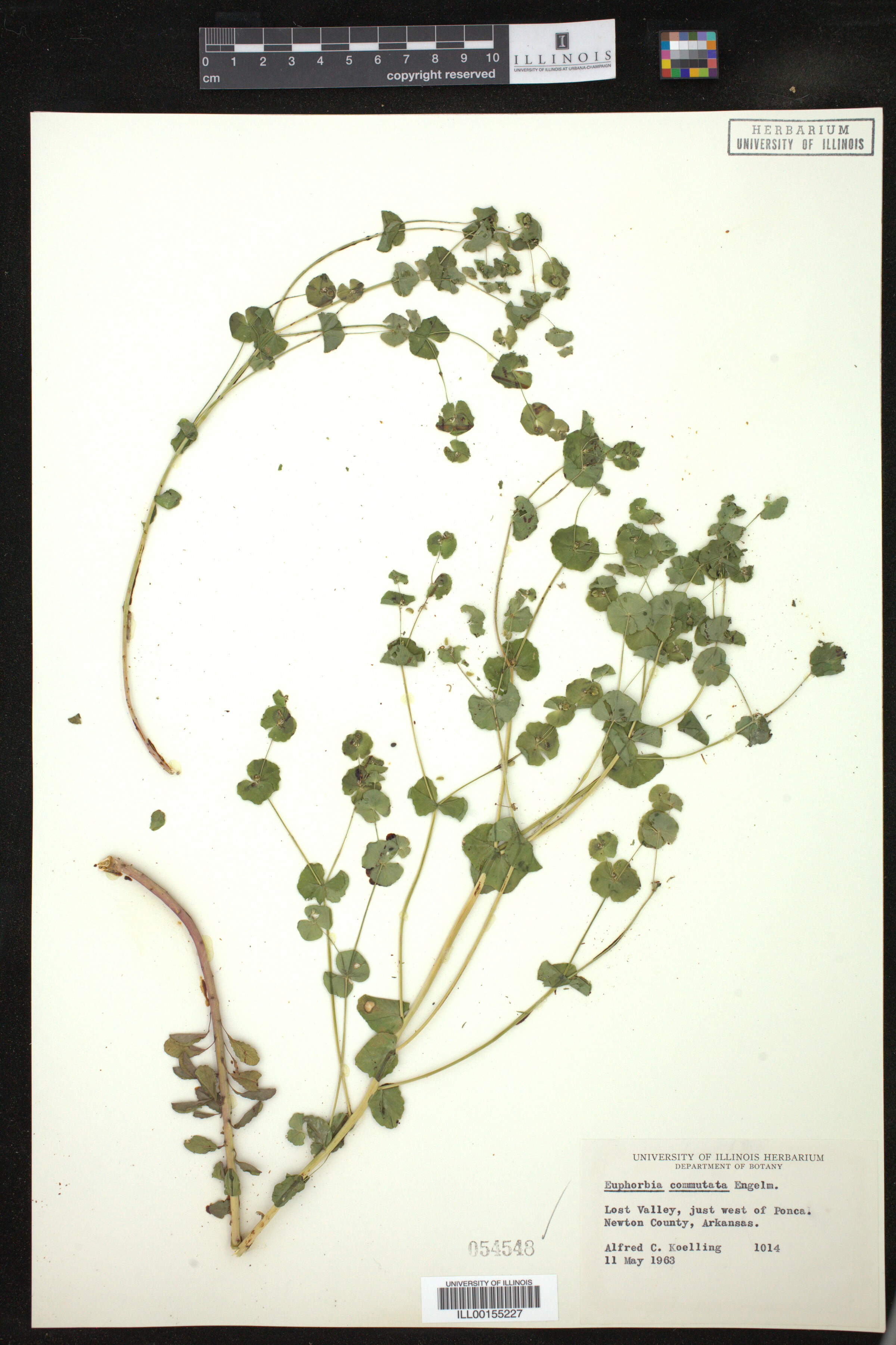 Euphorbia commutata image