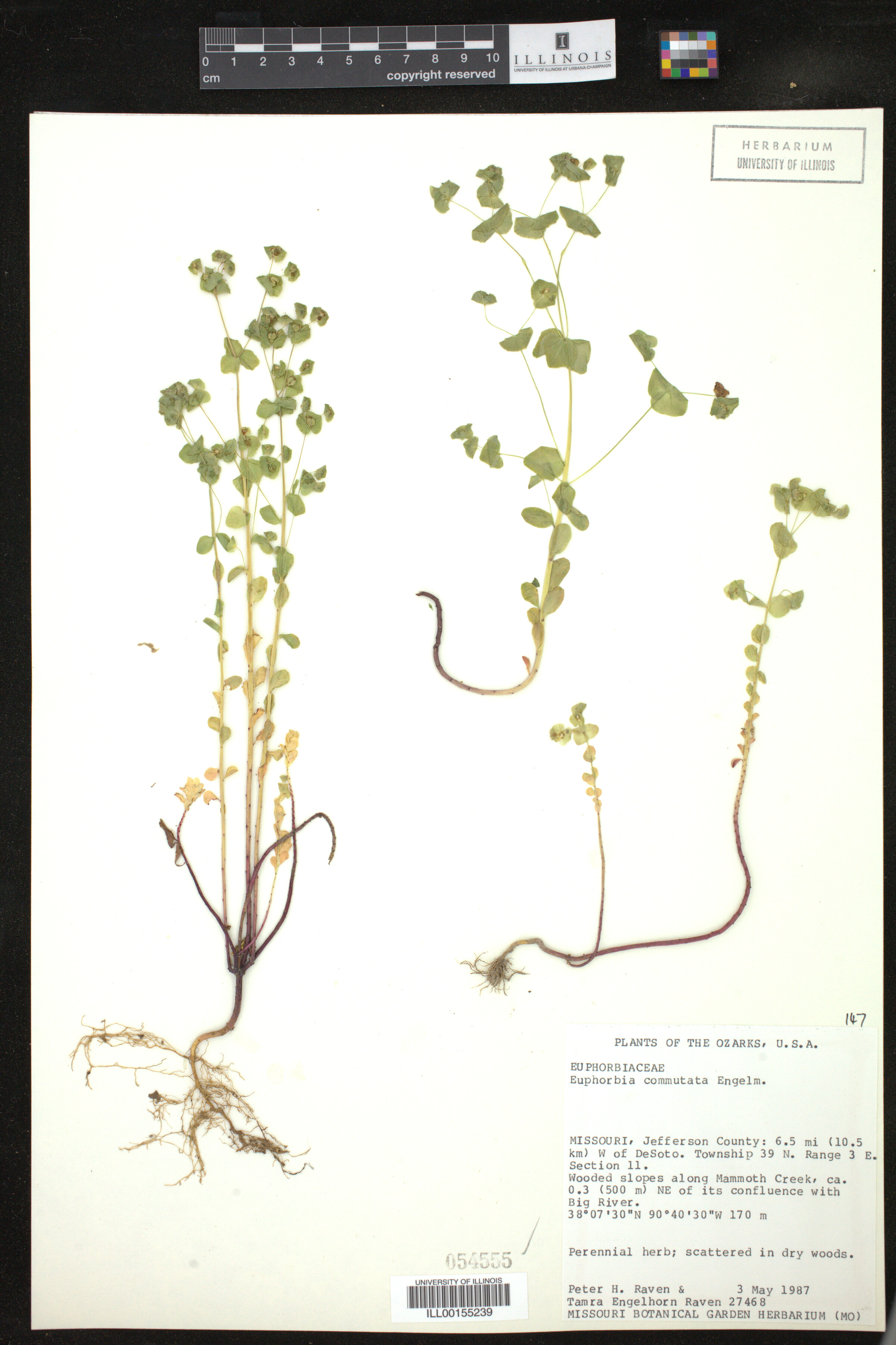 Euphorbia commutata image